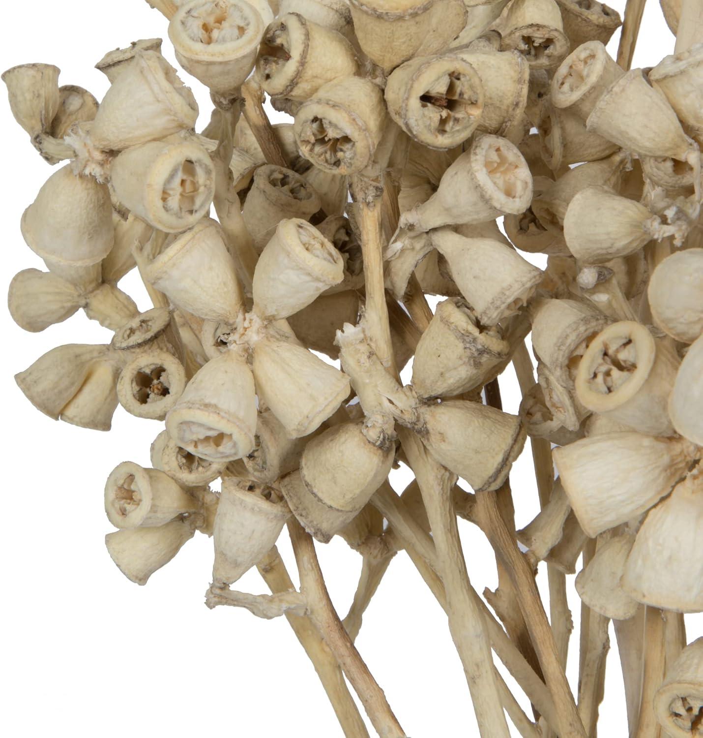 Primrue Natural Botanicals 11" x 2-4" Conical Gum Branch, 20 stems per unit