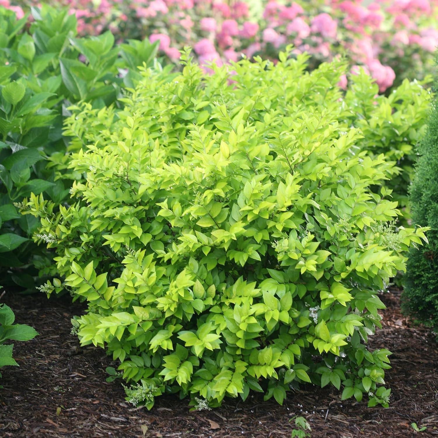 Golden Ticket Privet 2-Gallon Deciduous Shrub with White Flowers