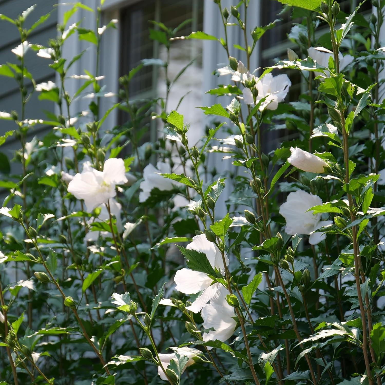 2 Gallon White Pillar Rose of Sharon Hibiscus Shrub