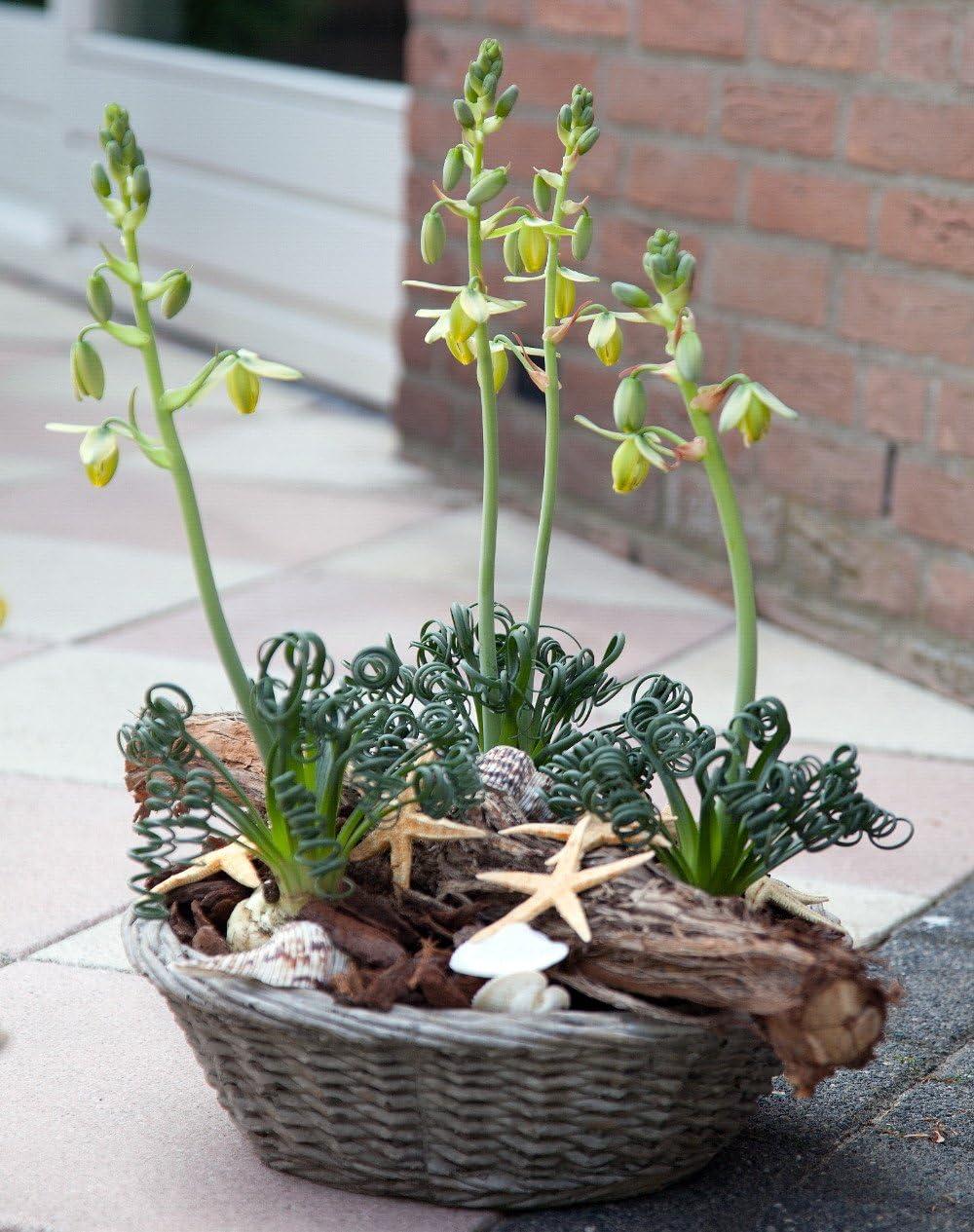 Rare Albuca Spiralis Frizzle Sizzle Succulent Bulbs