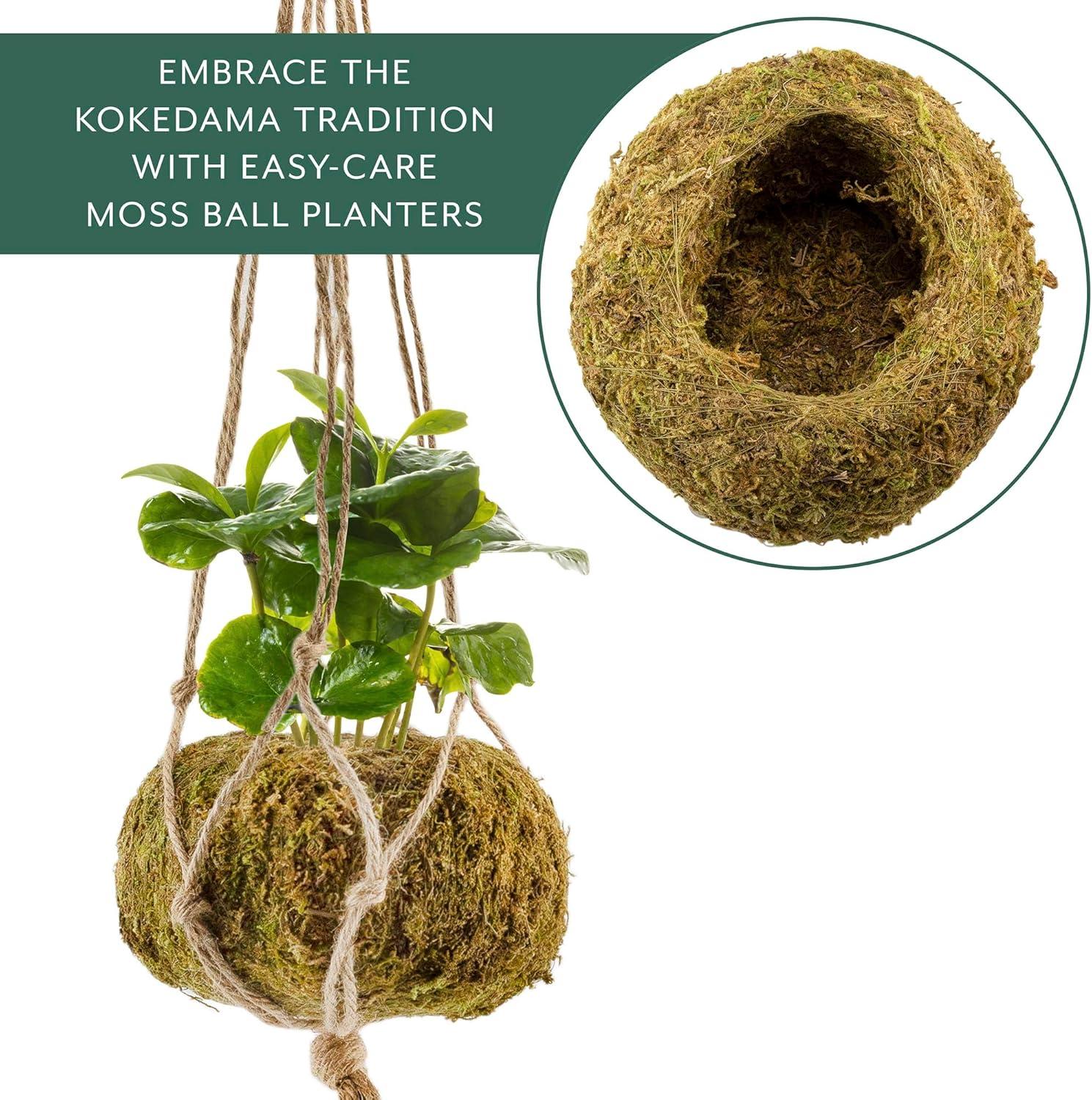 Esterno Kokedama Hanging Planter Kits, 3pk; Japanese Moss Ball Plant Holder