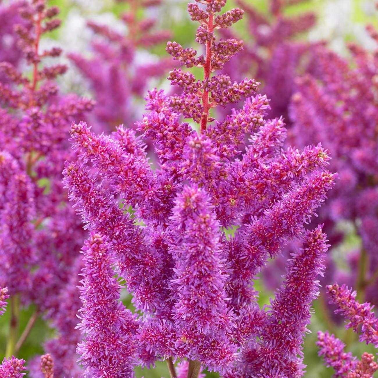 Van Zyverden Astilbe Visions® 3 Plant Roots Multicolor Partial Shade Perennial Pollinator 1 lb