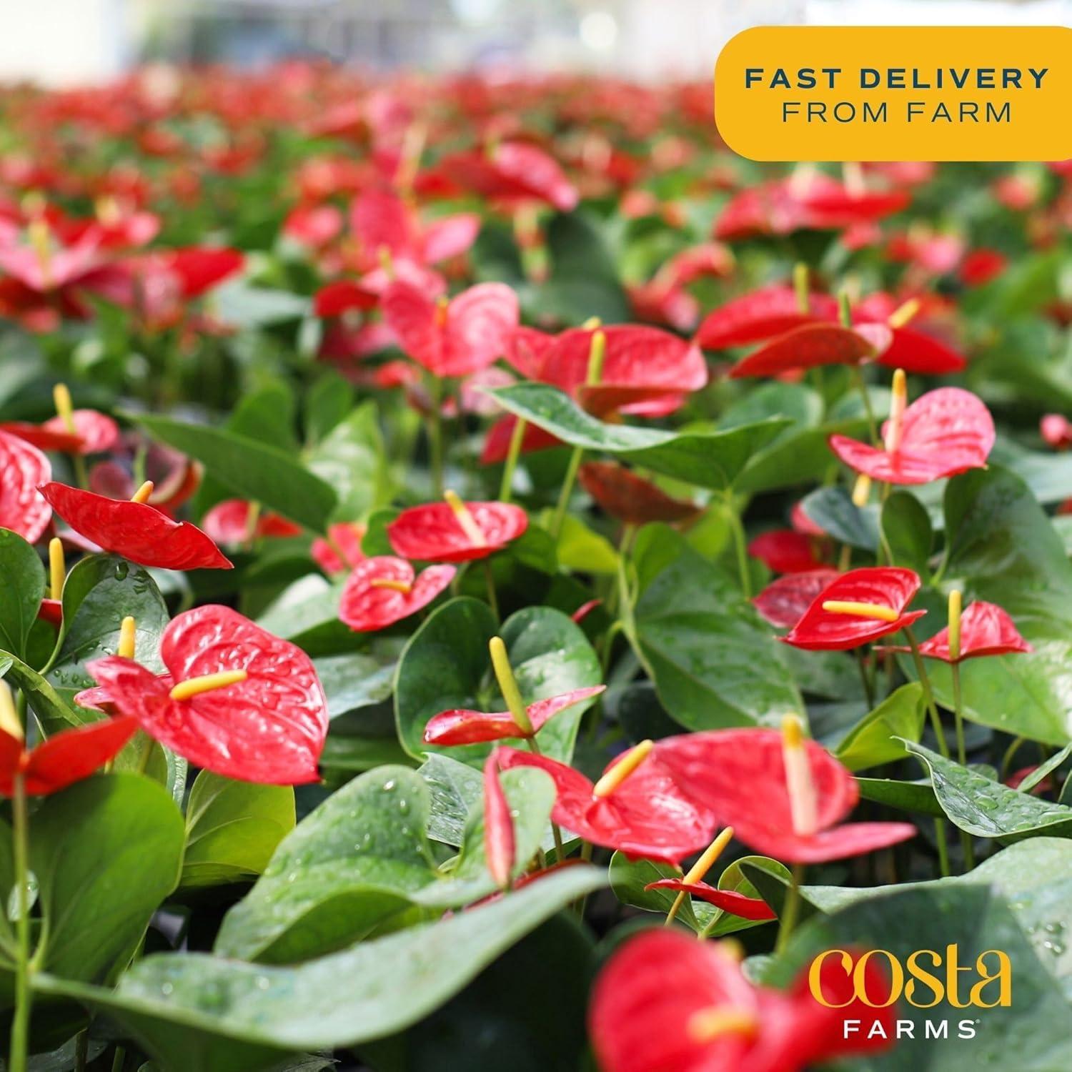 Indoor Houseplant With Blooming Flowers, Potted In Cute Indoors Plant Pot, Gift For Birthday, Anniversary, Housewarming, Home And Room Decor, 10-12 Inches Tall