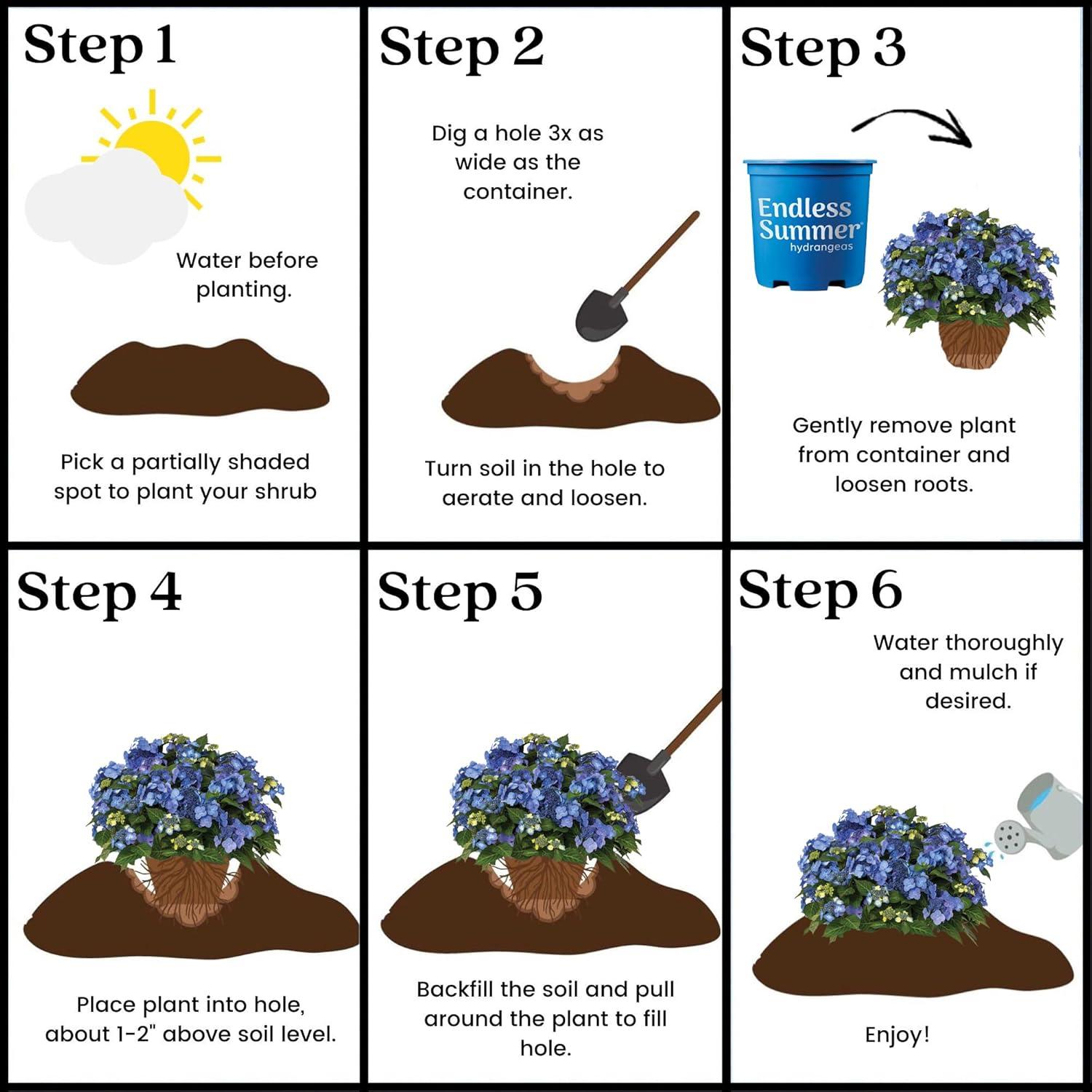 Endless Summer Pop Star Reblooming Hydrangea Live Shrub in 2-Gallon Grower Pot