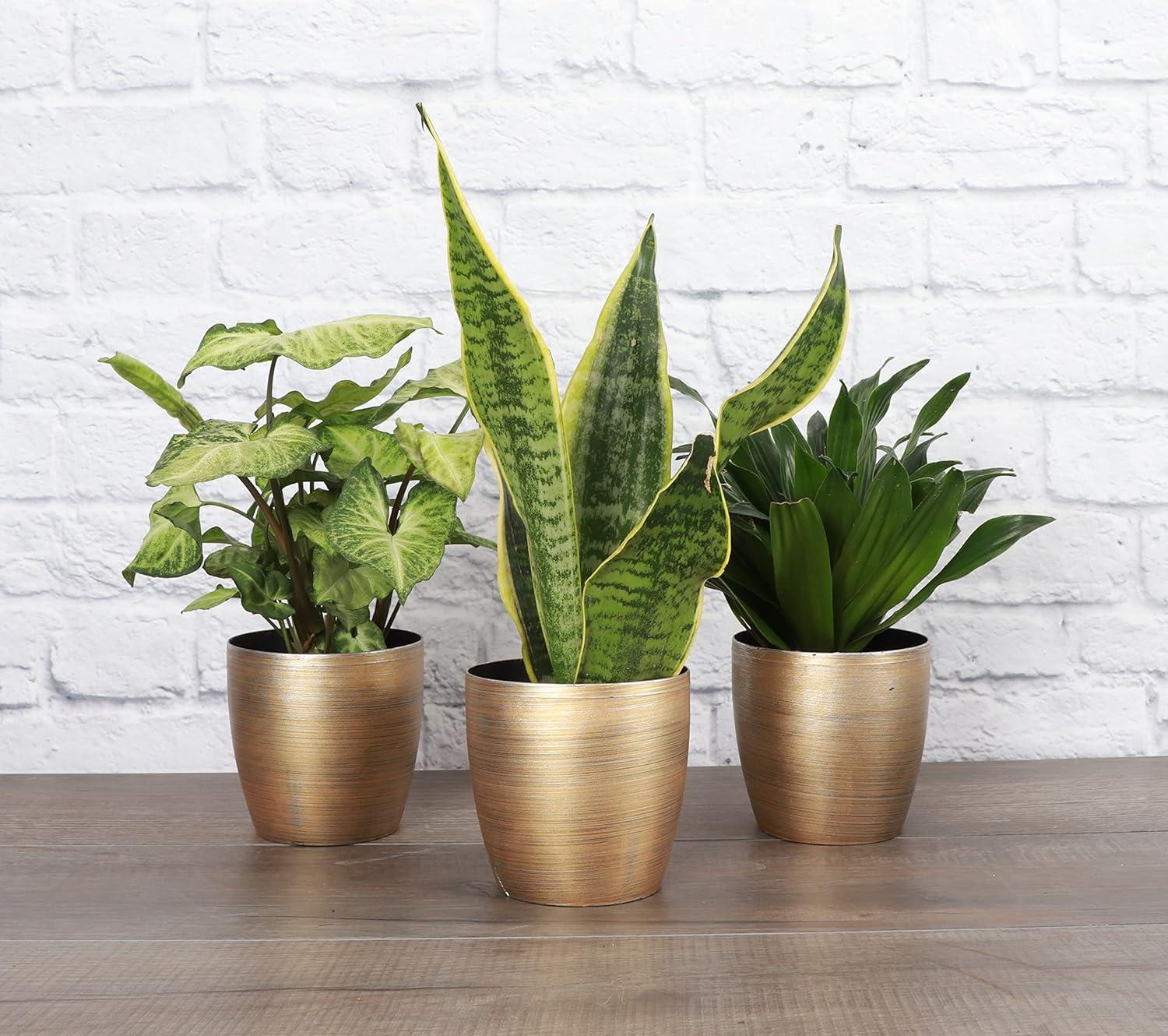 Thorsen's Greenhouse Live Low Light Houseplant Set of 3