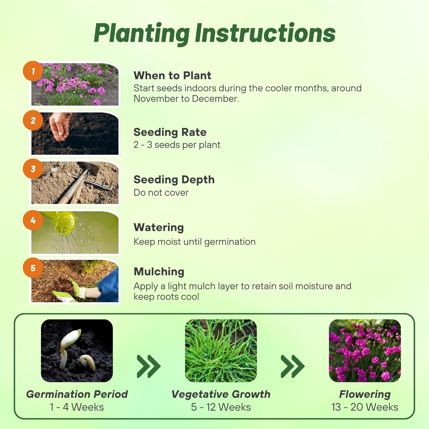 Outsidepride Perennial Armeria Maritima Ground Cover Plant Seed for Full Sun - 2000 Seeds