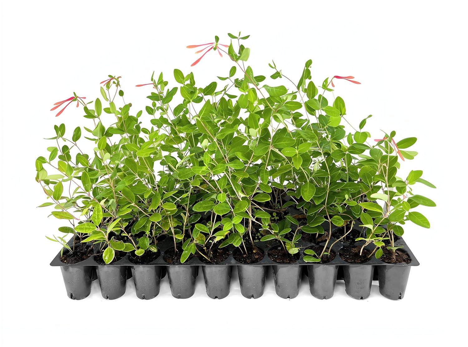 Coral Honeysuckle 3-Pack Live Plants for Hummingbirds