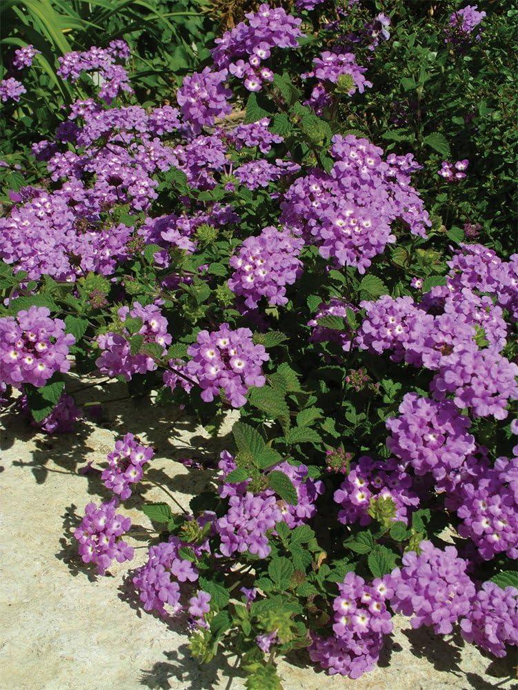 American Plant Exchange Lantana Lavender, 6-Inch Pot, Drought Tolerant Live Plant, Purple Cluster Flowers