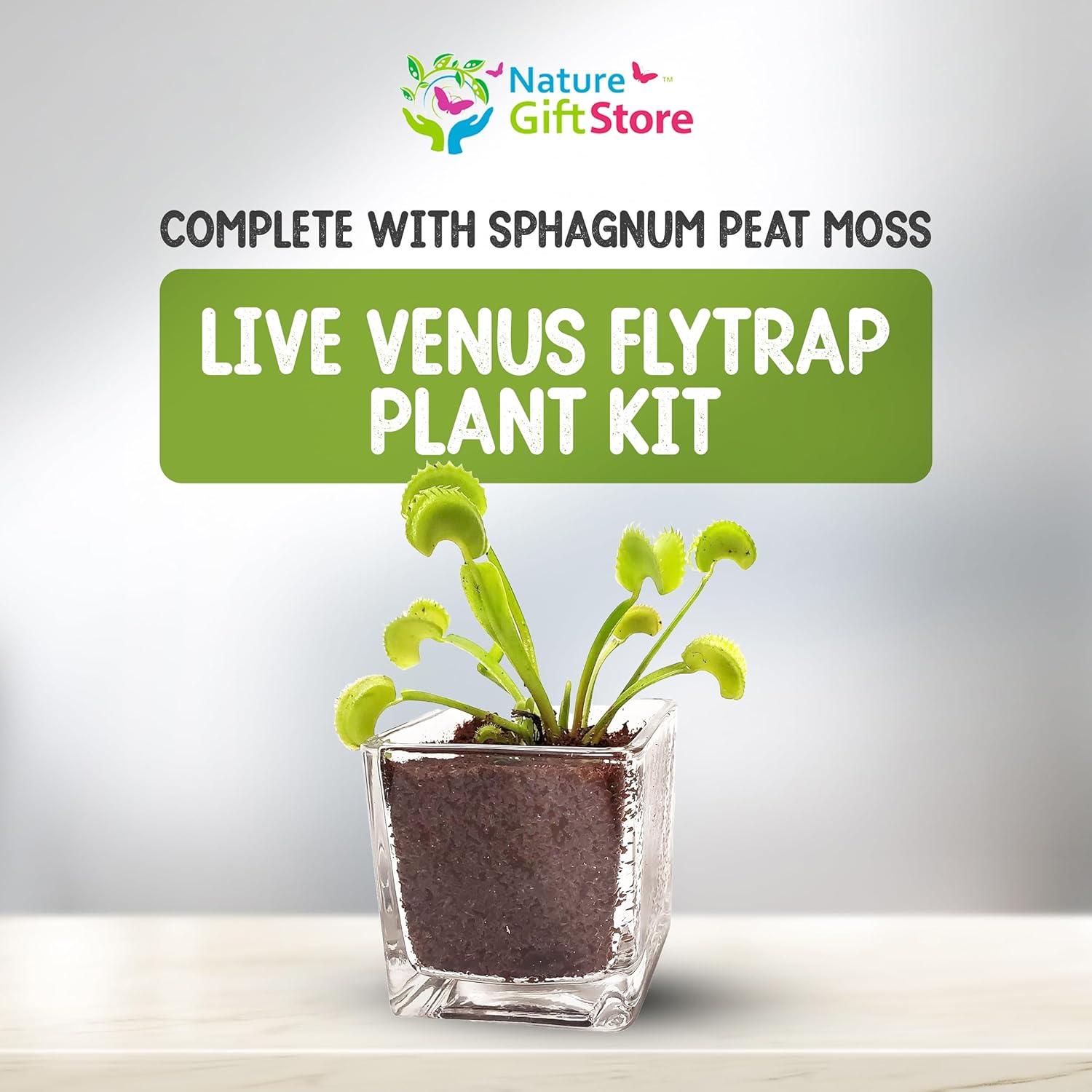 Venus Flytrap Live Plant Kit with Carnivorous Plant Food in 2.5" Glass Cube – Indoor Bug-Eating Plant with Tweezers & Sphagnum Moss – Educational Gift Fly Trap