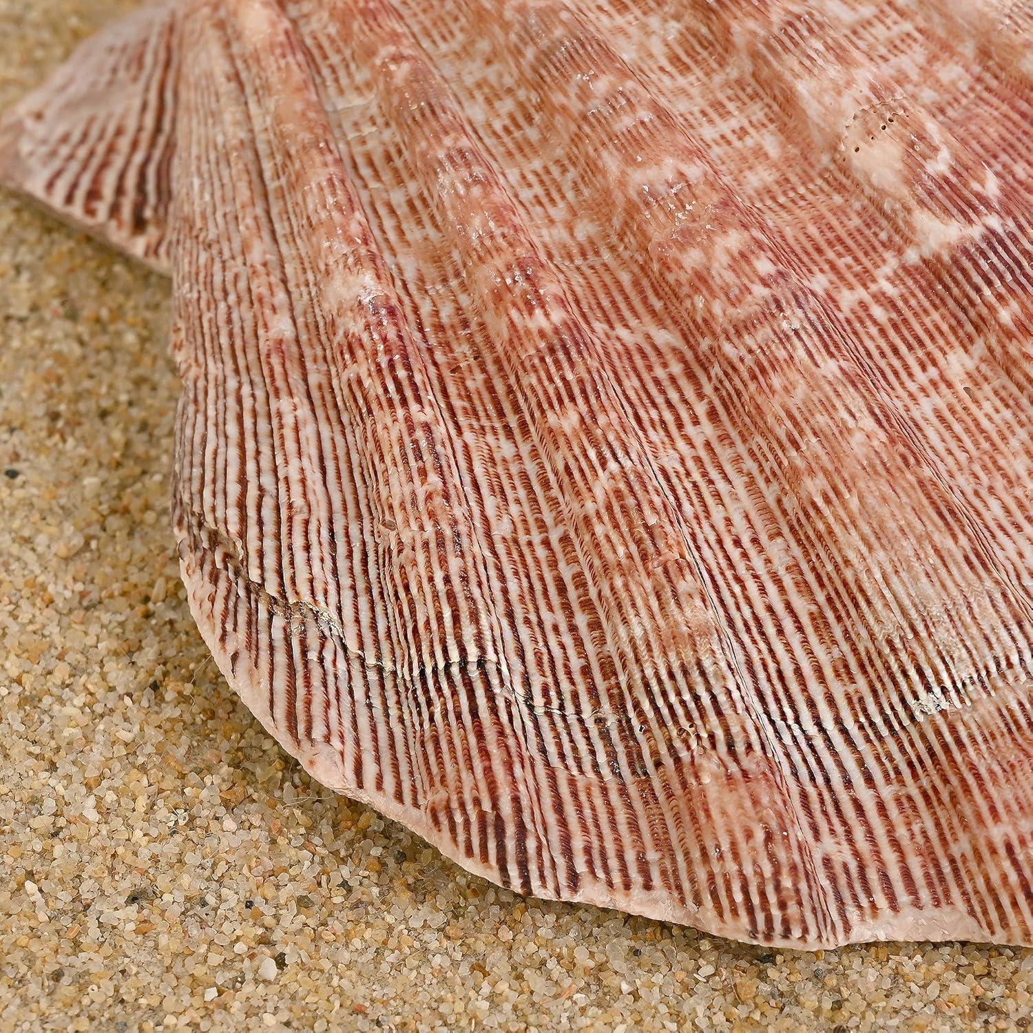 Large Red and Orange Lion Paw Shell Figurine