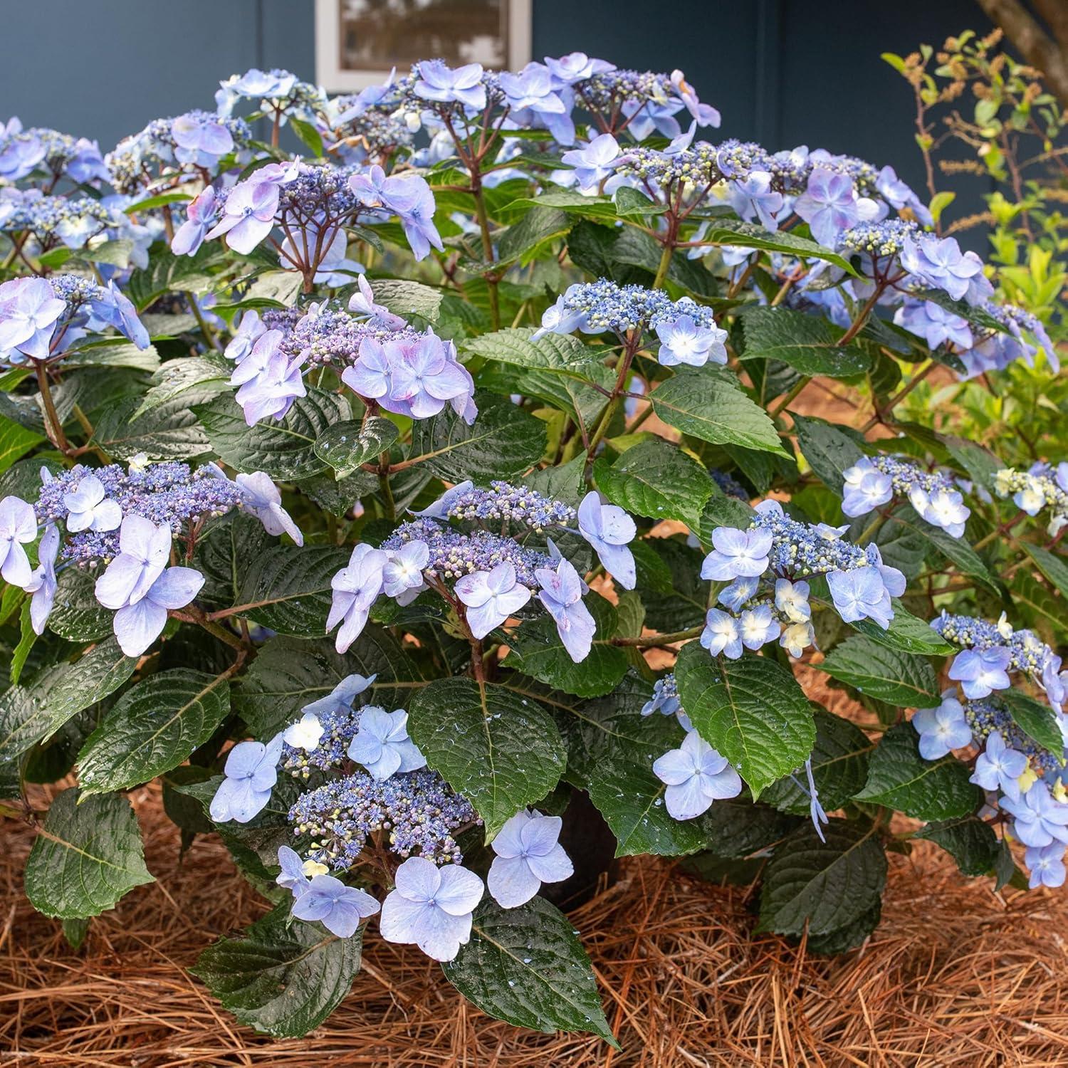 Compact Endless Summer Hydrangea 'Pop Star' - 2 Gallon Blue Lacecap