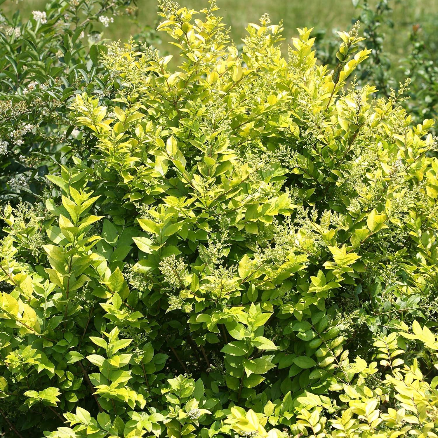 Golden Ticket Privet 2-Gallon Deciduous Shrub with White Flowers