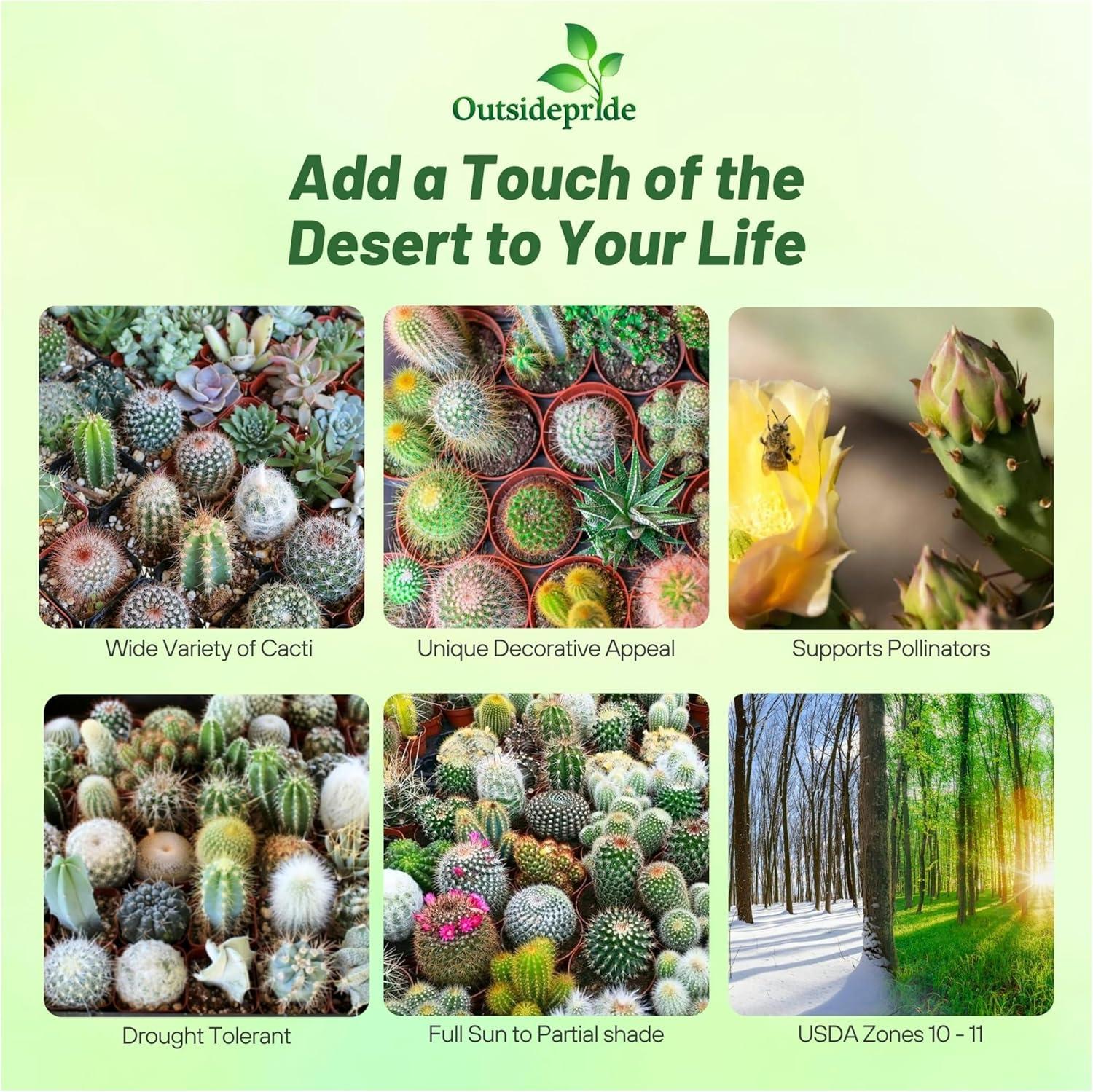 2000 Seeds Green and Brown Cactus Succulent Mix