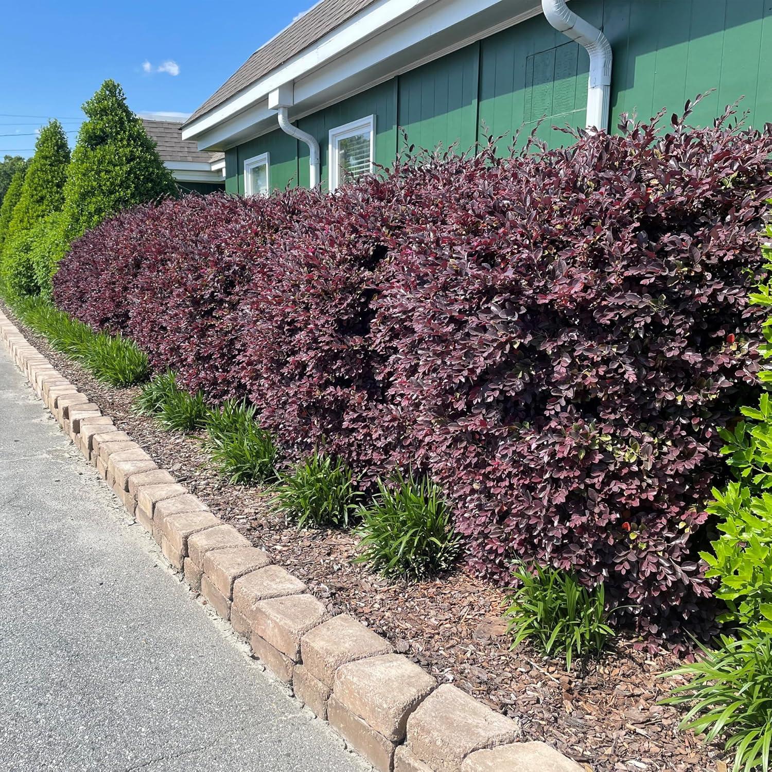 Southern Living Red Diamond Loropetalum Live Shrub in 2-Gallon Grower Pot