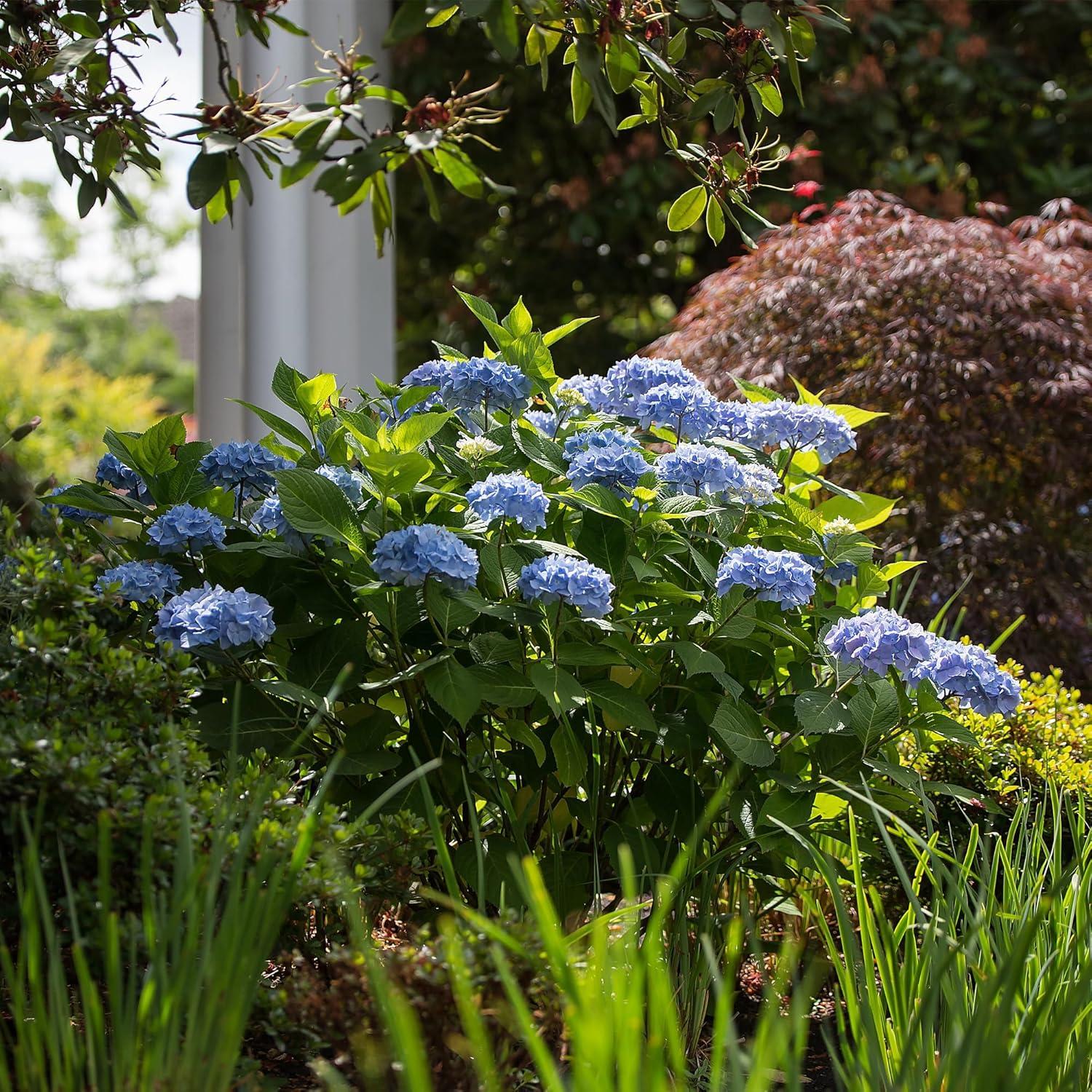 Endless Summer The Original Reblooming Hydrangea Live Shrub in 2-Gallon Grower Pot