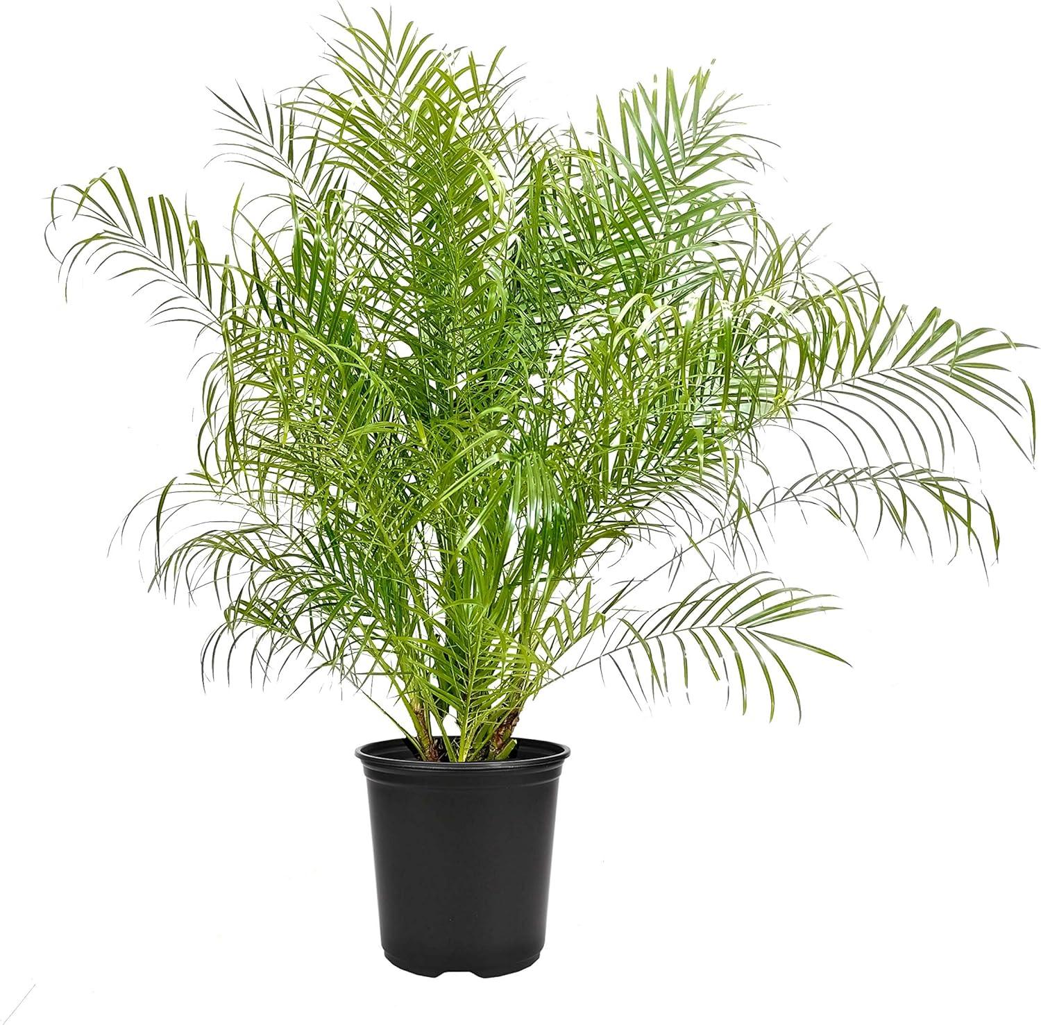 Phoenix Roebelenii Green Miniature Pygmy Date Palm Tree