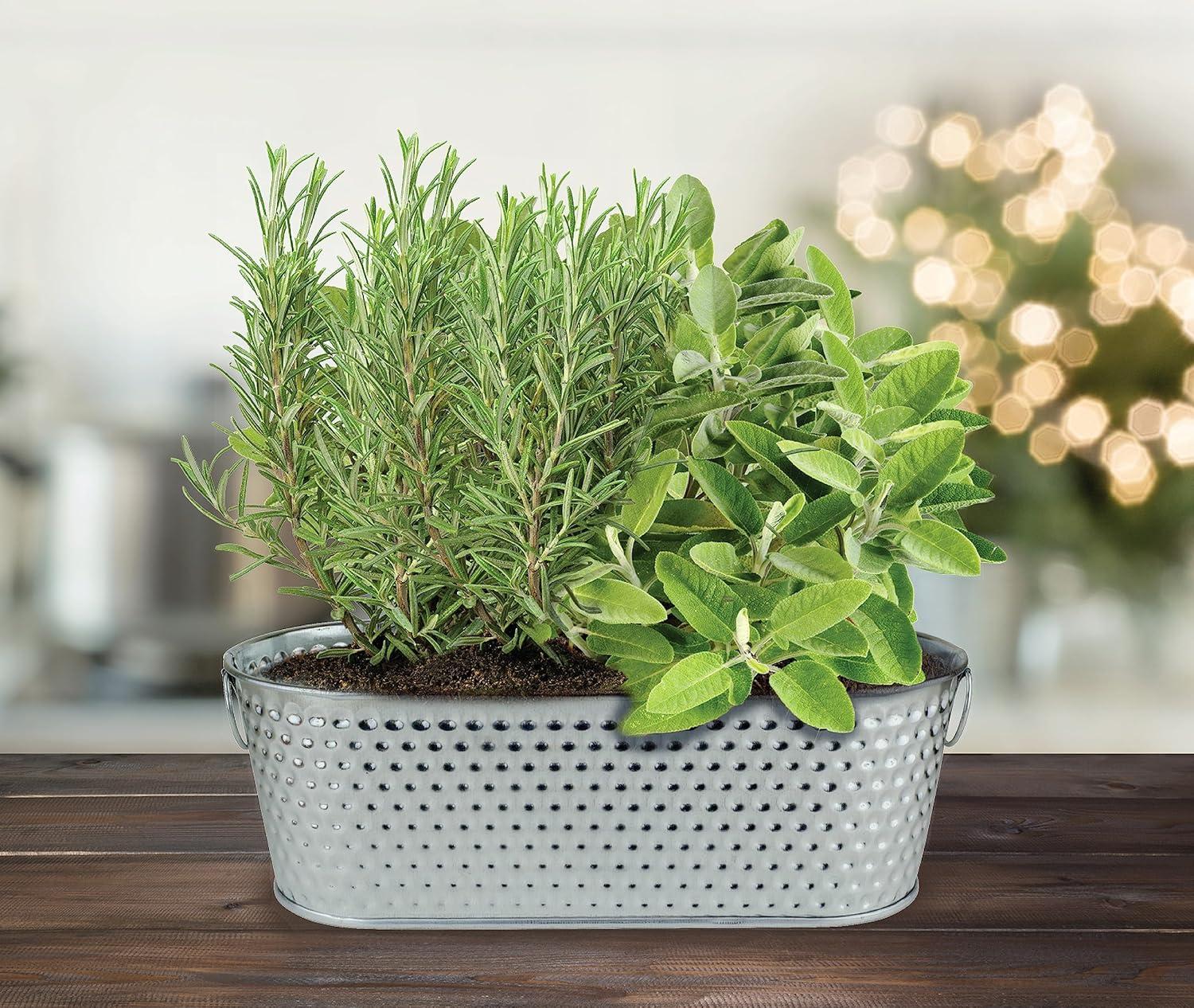 Buzzy Seeds Rosemary and Sage Holiday Herb Garden Indoor Starter Kit