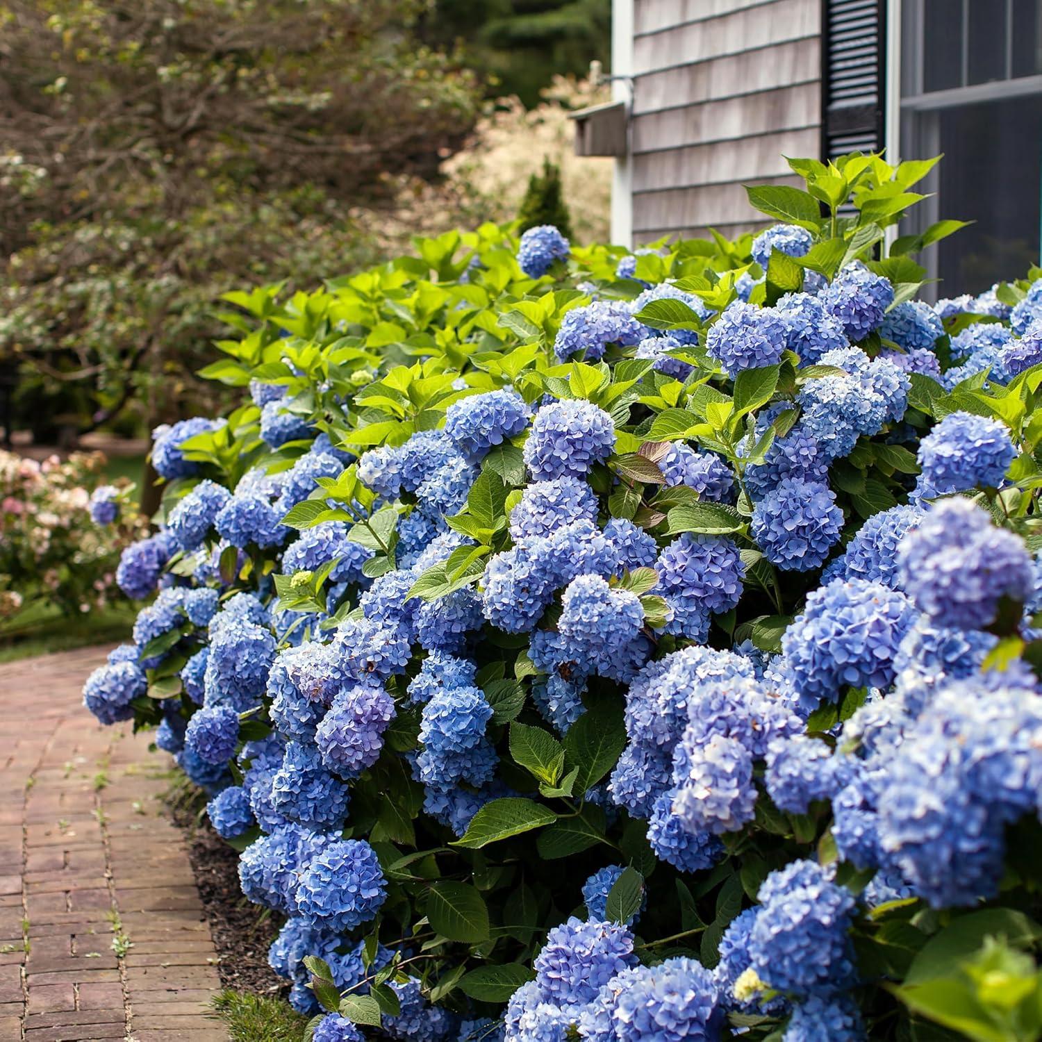 Endless Summer The Original Reblooming Hydrangea Live Shrub in 2-Gallon Grower Pot