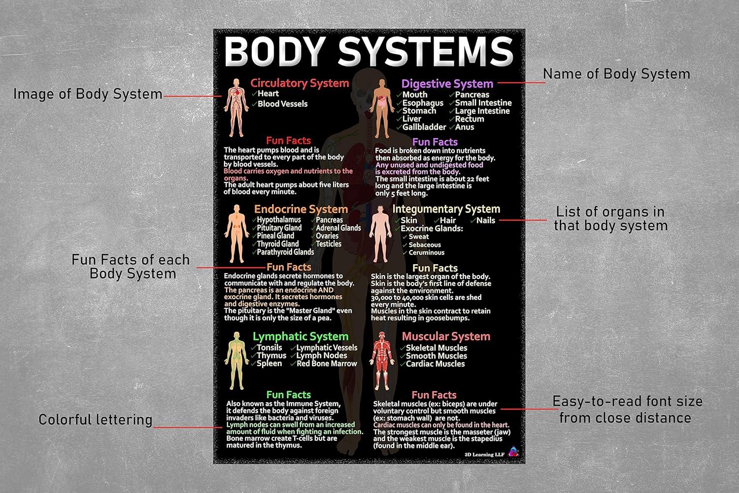 Human Anatomy & Body Systems Laminated Posters - 14x19.5, Science Educational Charts & Classroom Decorations, Back to School Supplies, Learning Posters for Biology Class, STEM & STEAM
