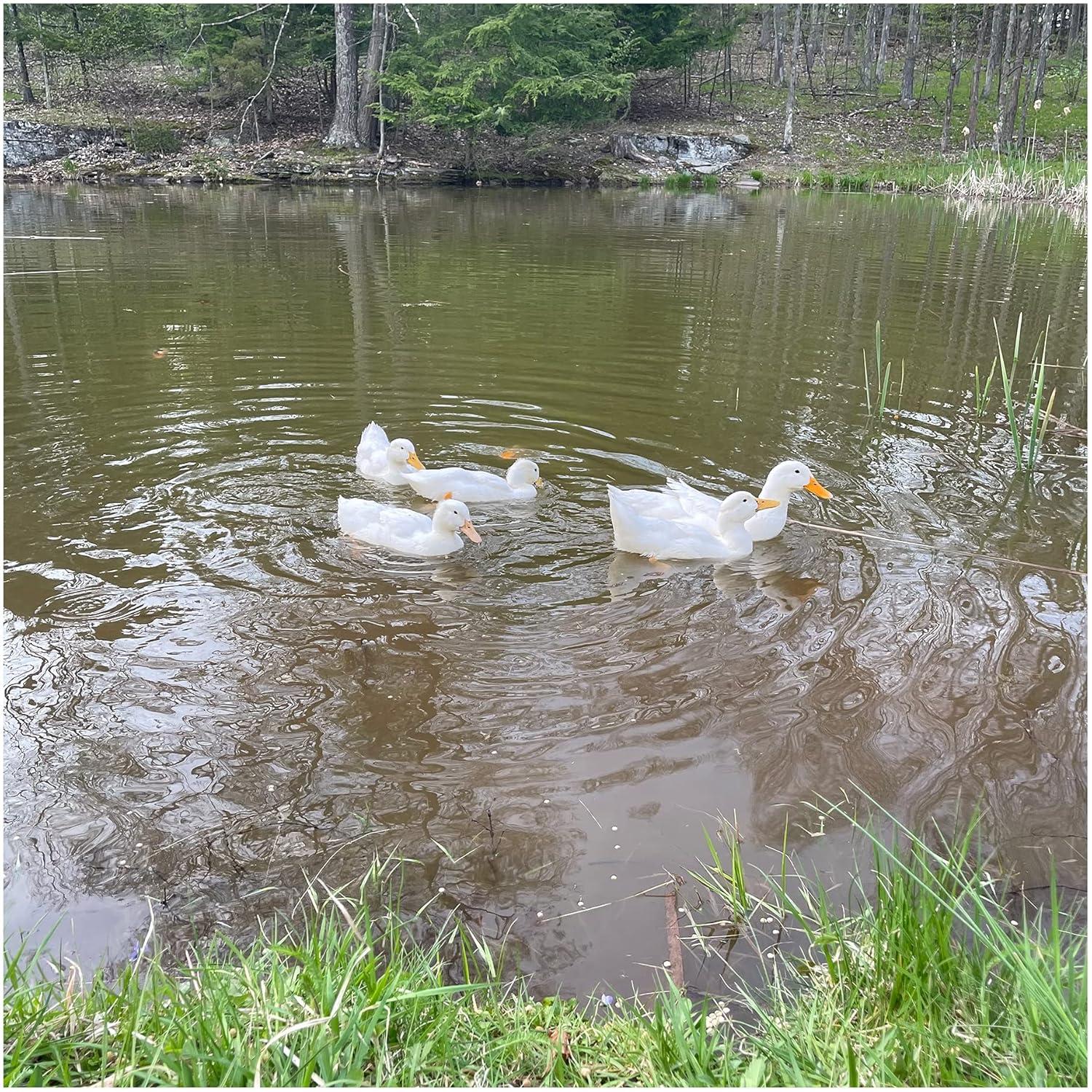 Natural Waterscapes Waterfowl Feed Open Water Diet 40 lb | for Feeding Ducks Geese Swans | Floating Pellets with Niacin for Ducks