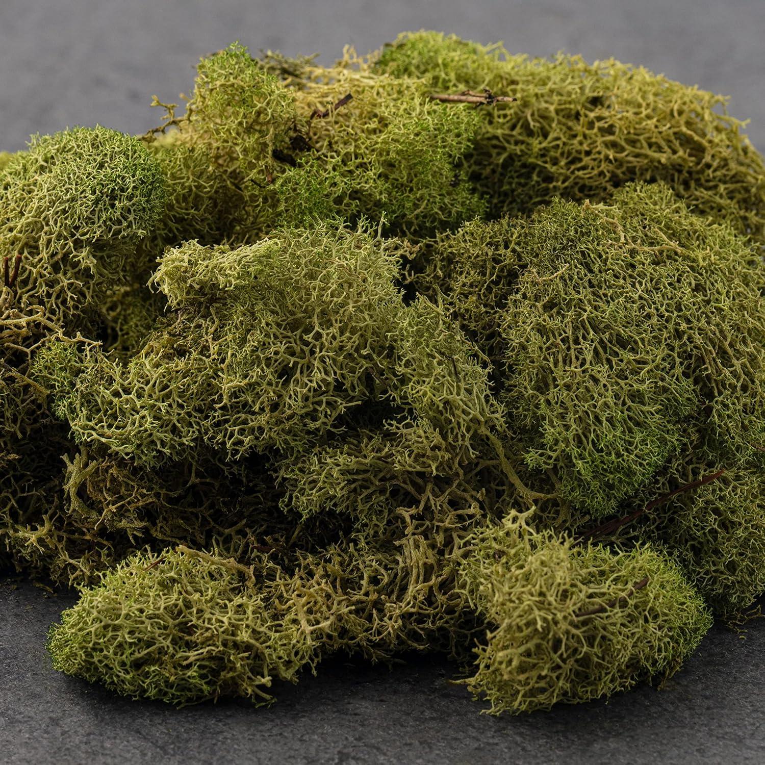 Quality Growers Preserved Reindeer Moss 108.5 Cubic Inches-Spring Green