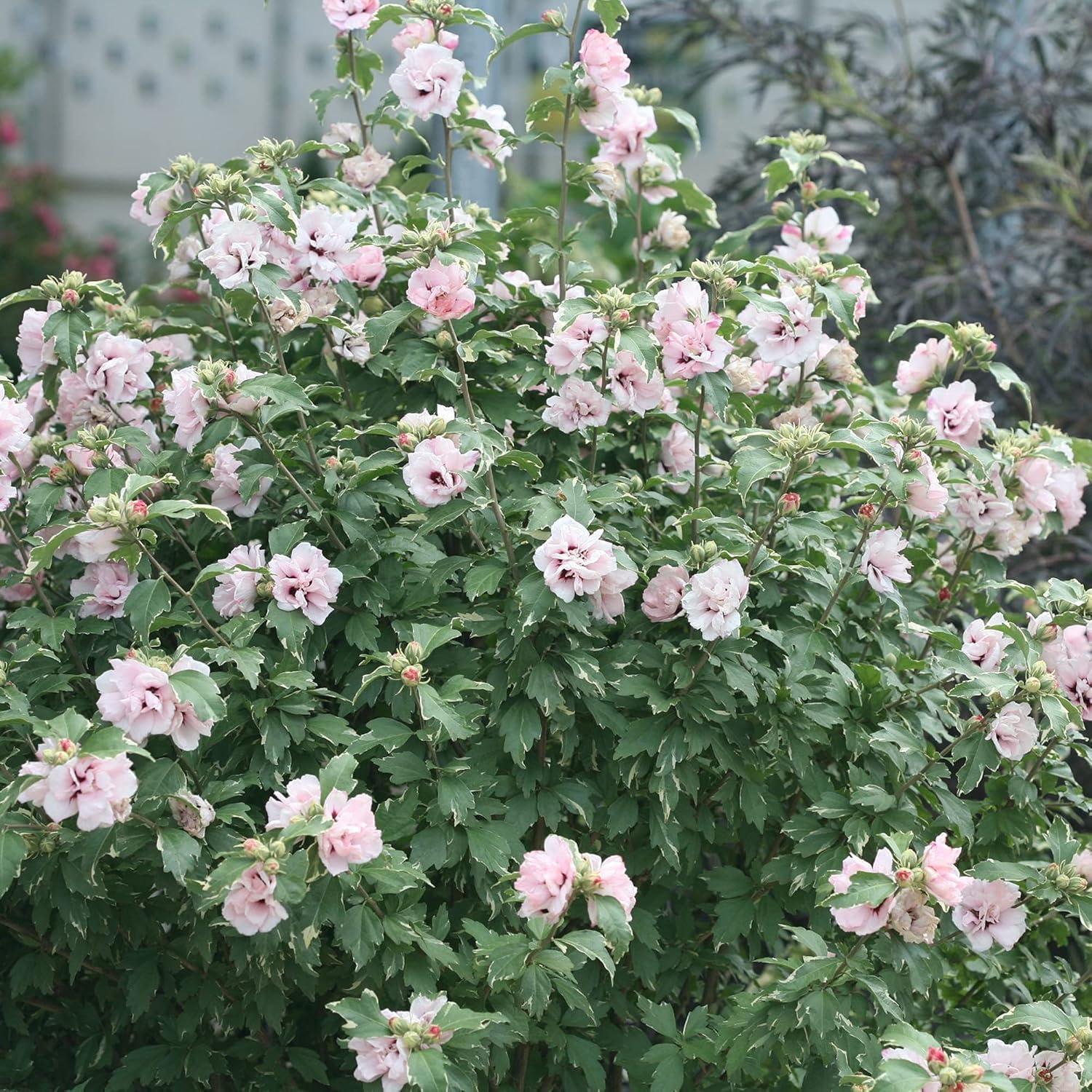 2 Gallon Proven Winners Hibiscus Sugar Tip Shrub