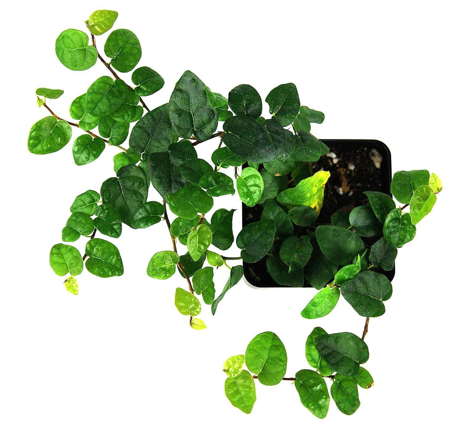 Josh's Frogs Green Ficus pumila Creeping Fig Live Plant in Pot
