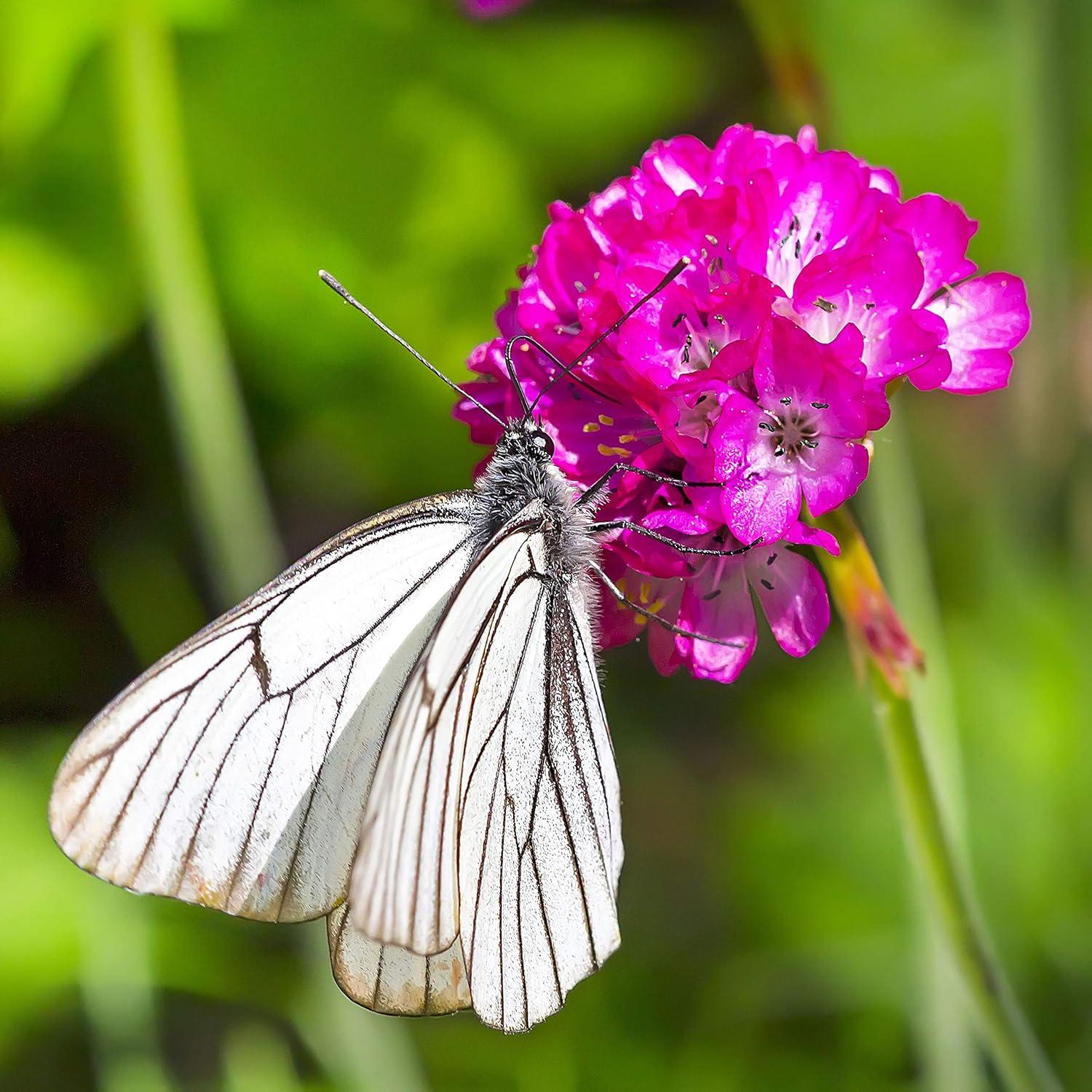 Outsidepride Perennial Armeria Maritima Ground Cover Plant Seed for Full Sun - 2000 Seeds