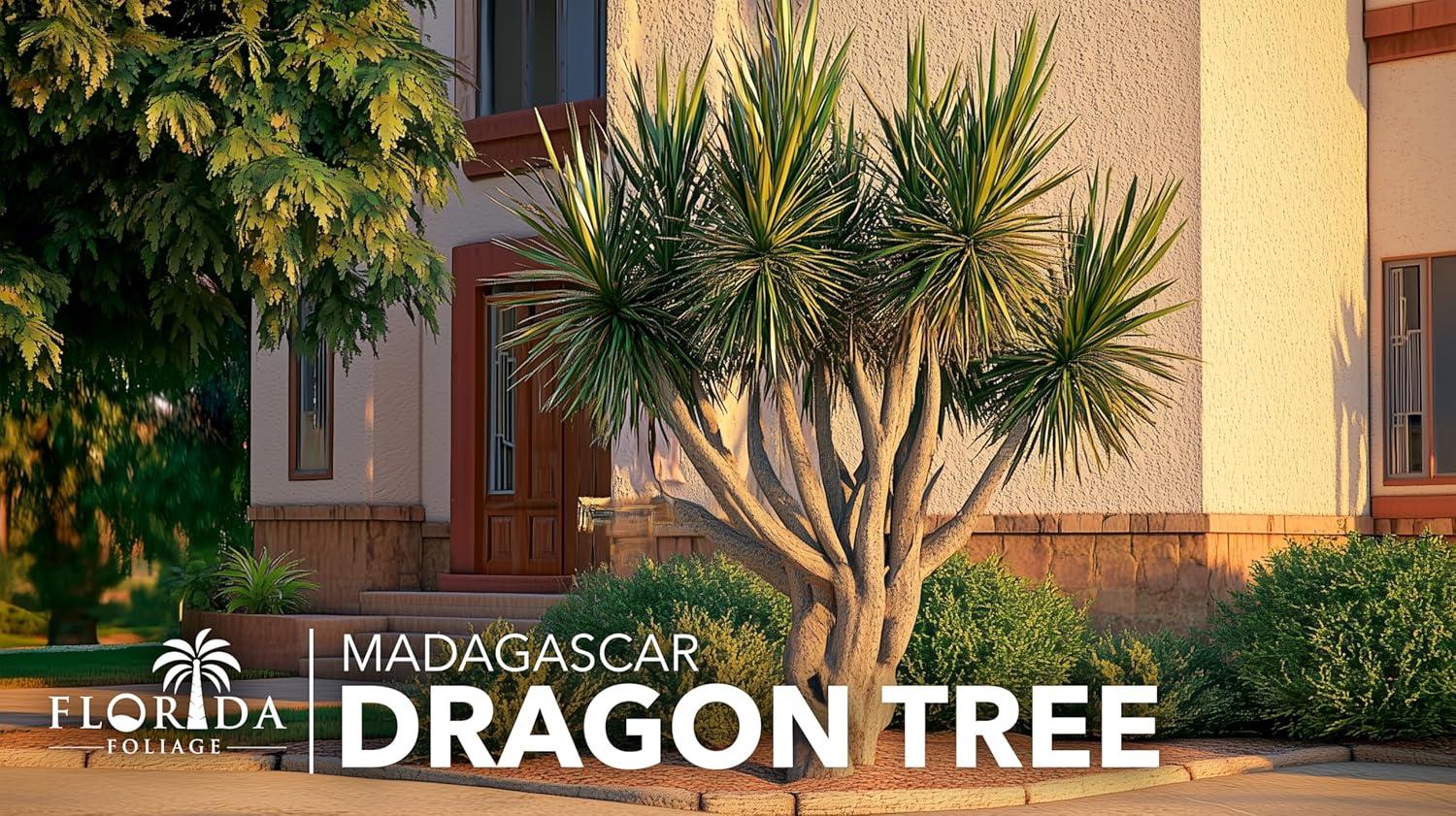 Extra Large Madagascar Dragon Tree in Black Pot