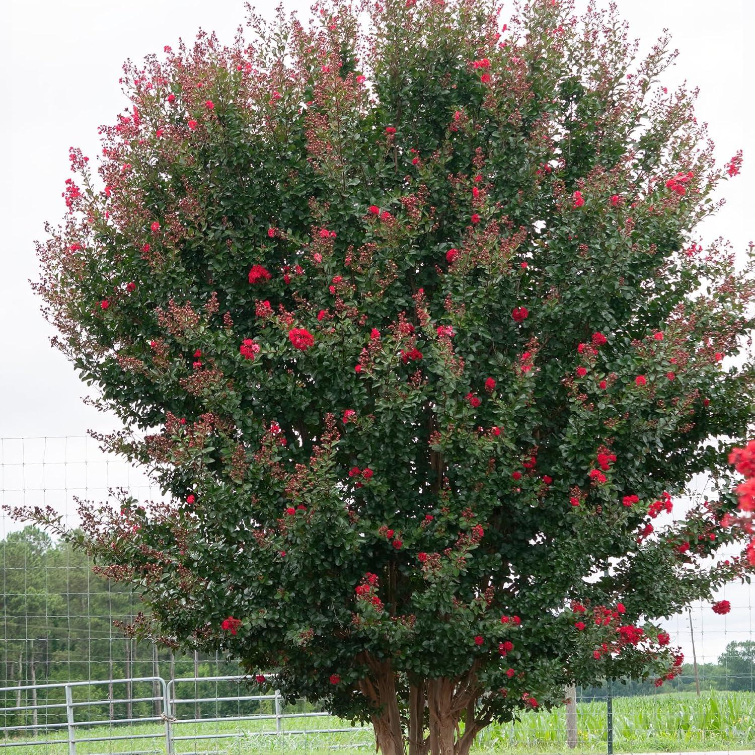 First Editions Crape Myrtle Ruffled Red Magic Live Shrub (2 Gallon)