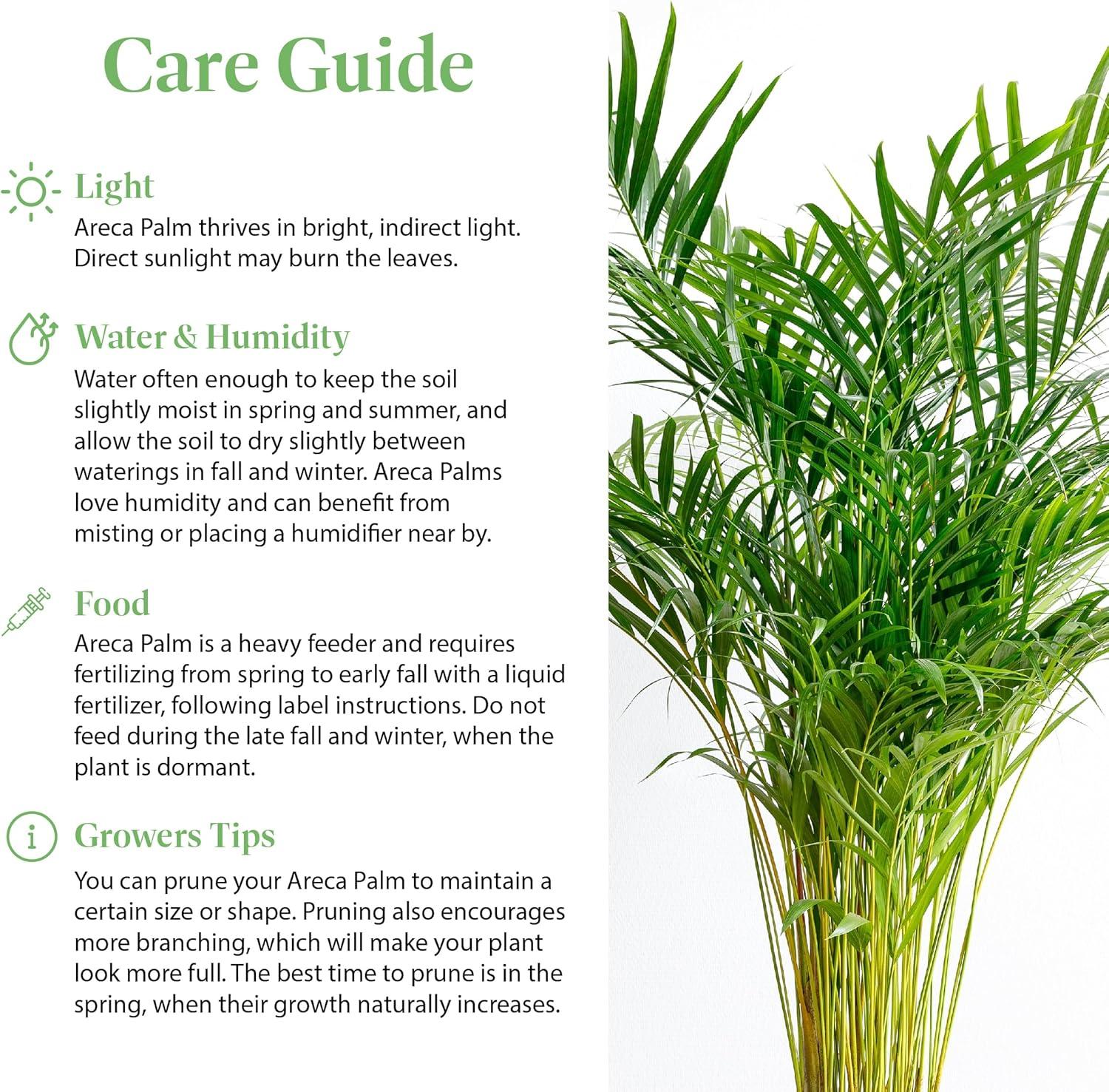 American Plant Exchange Areca Palm Tree, Live Indoor Plant, 6-Inch Pot, Elegant Houseplant, Green Foliage & Yellow Canes