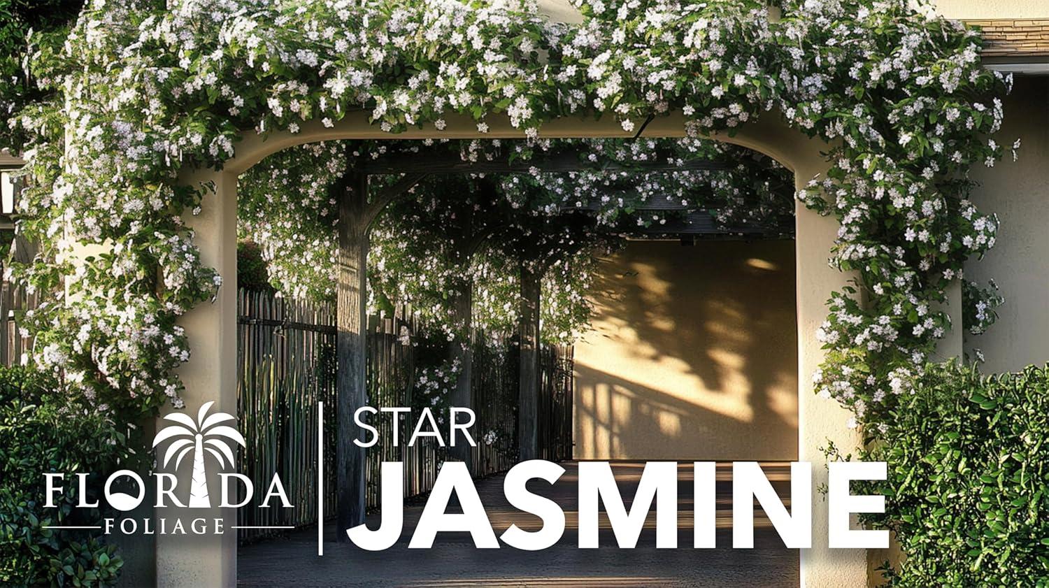 Star Confederate Jasmine | 3 Live Plants | Trachelospermum jasminoides | Flowering Vine Plants | Evergreen Ground Cover for Landscaping