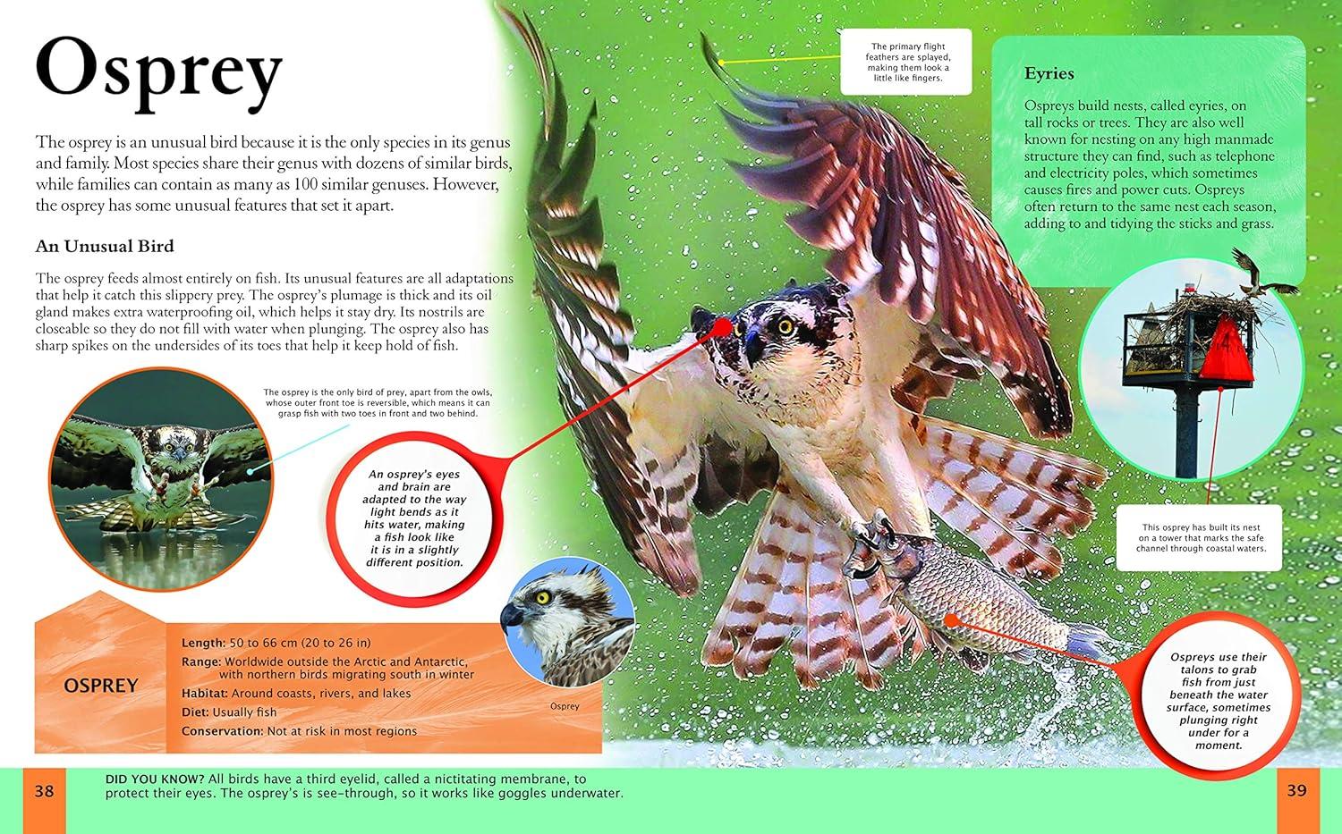 Children's Encyclopedia of Birds - (Arcturus Children's Reference Library) by  Claudia Martin (Hardcover)