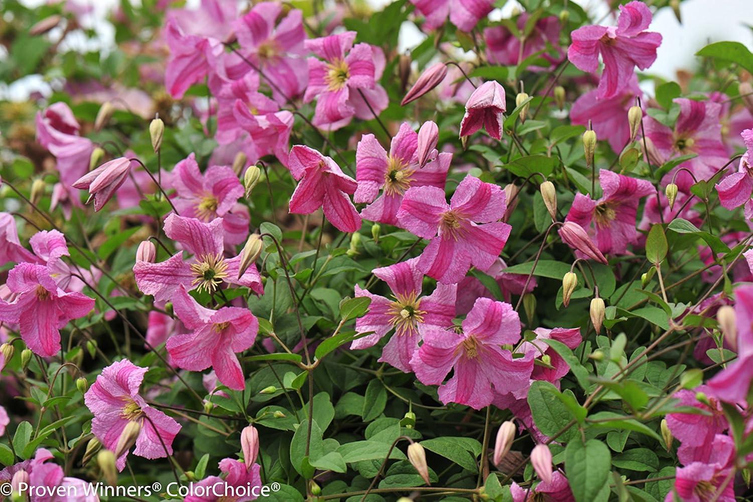 Pink Mink Clematis Trailing Flowering Shrub, 4.5 in. Quart