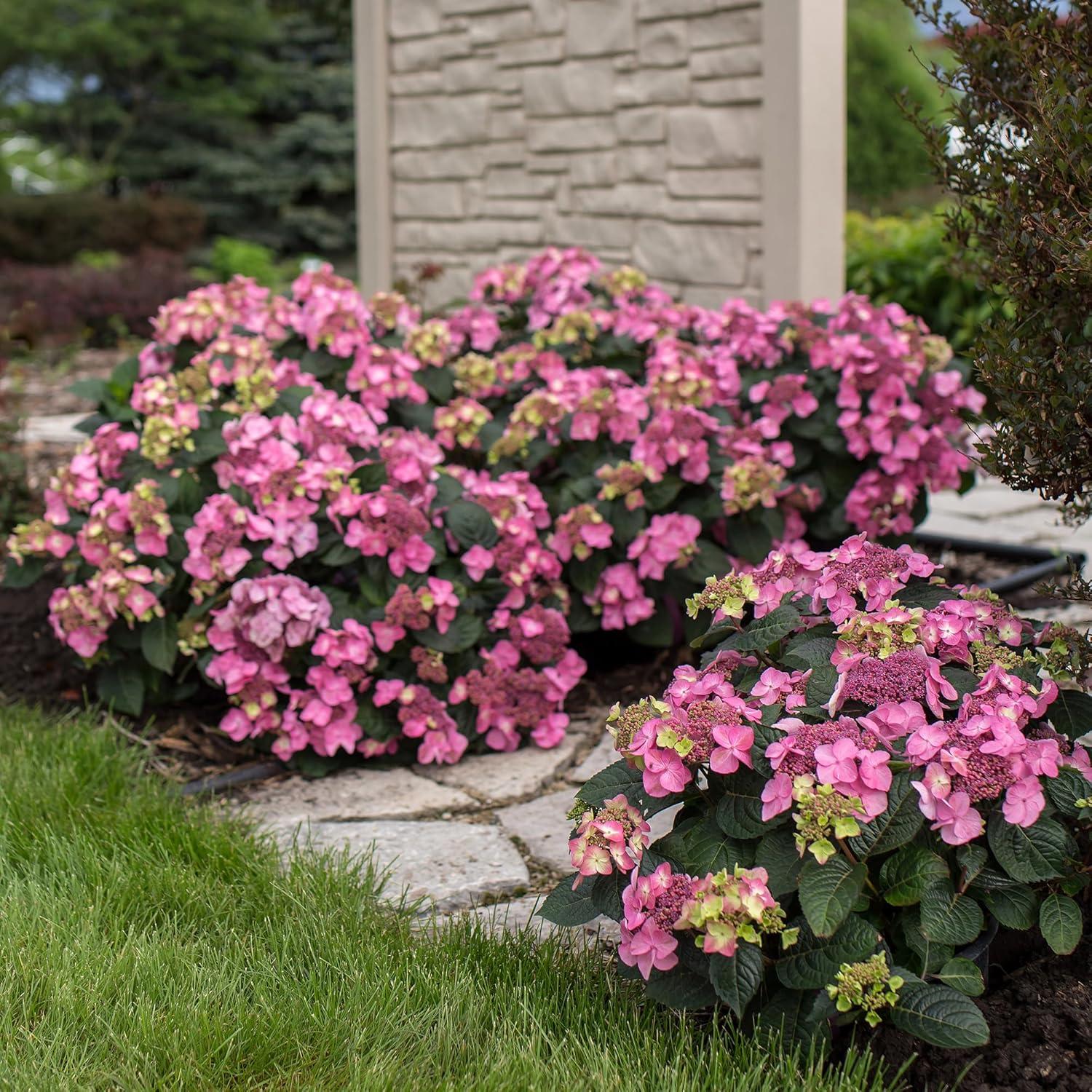 Compact Endless Summer Hydrangea 'Pop Star' - 2 Gallon Blue Lacecap