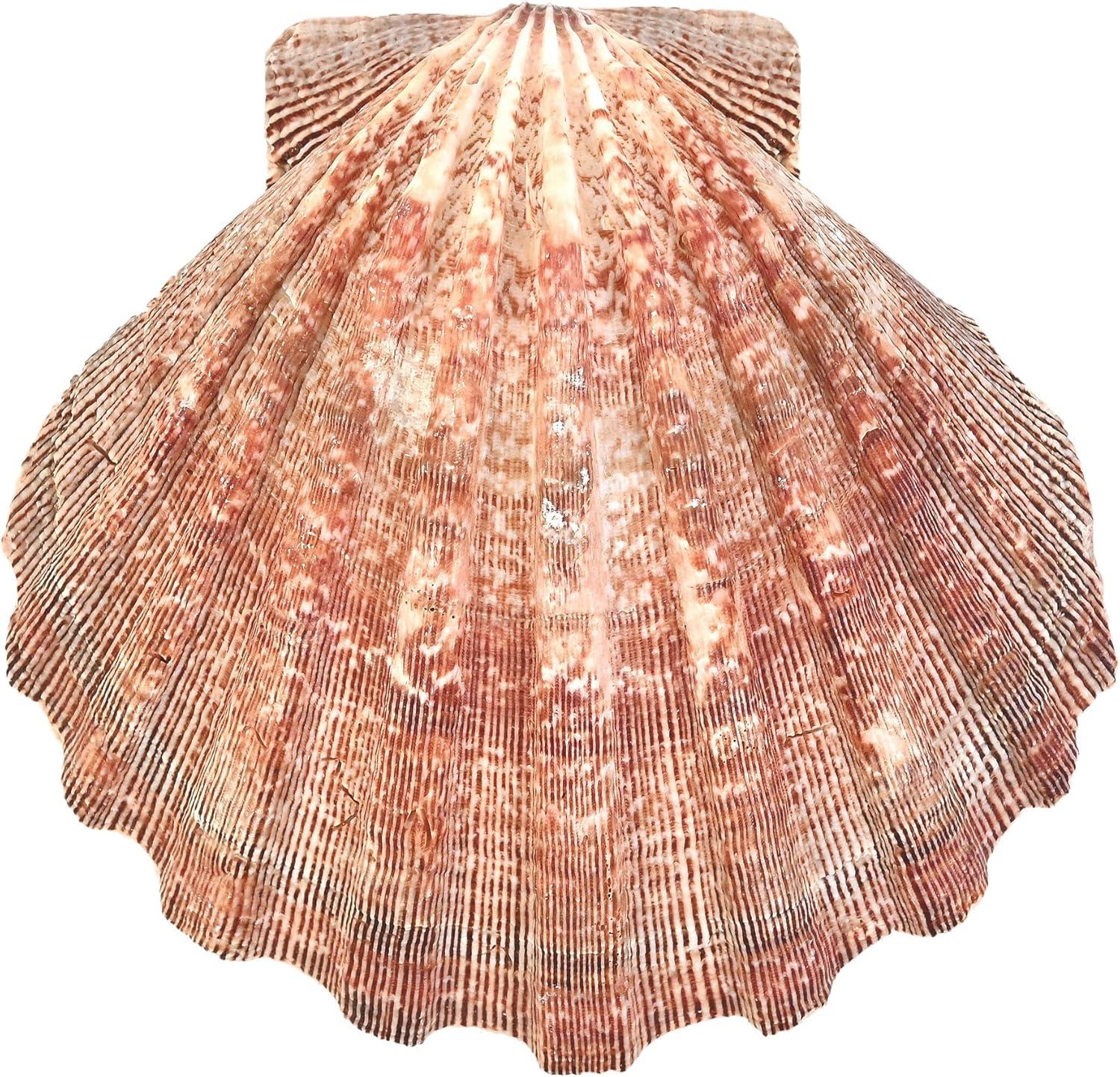 Large Red and Orange Lion Paw Shell Figurine