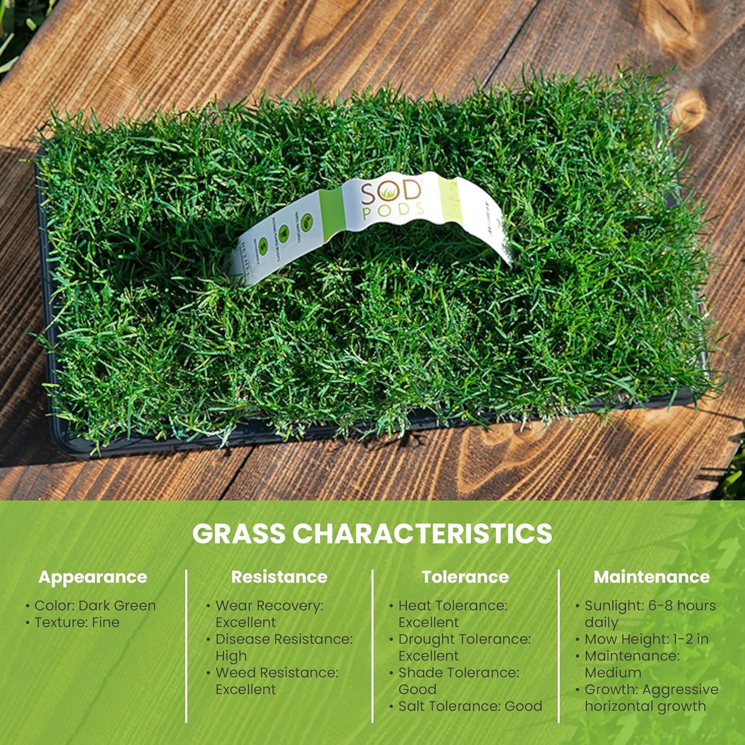 SodPods® Bermuda Grass Plugs (32-Count) Heat & Drought Tolerant Grass, Fast-Spreading, Durable Lawn Repair with Fully Developed Natural Roots – Cannot Ship to CA or AZ