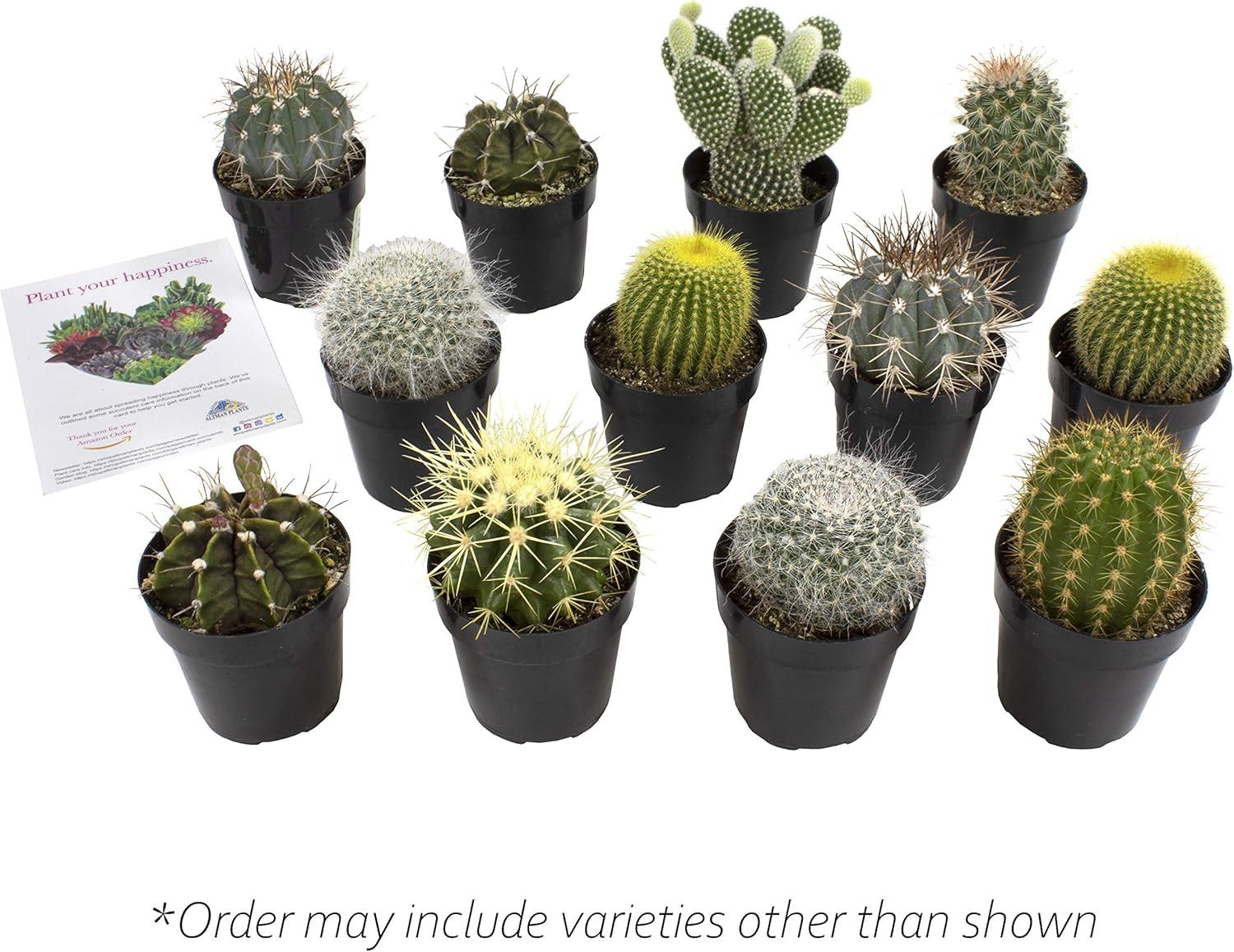 Altman Plants Large Cactus Plants 6-Pack; 3.5 Inch Grower Pots, Full Sun; Easy Plant Care