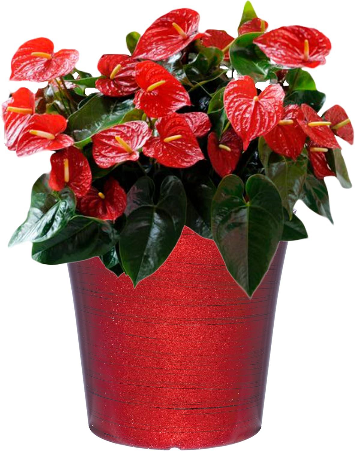 Classic Home and Garden 1255-098 Bella 10" Planter, Ruby Slipper