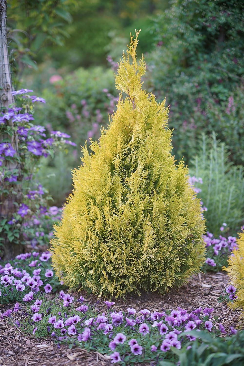 Proven Winners 1 Gallon Fluffy Western Arborvitae (Thuja) Live Evergreen Shrub