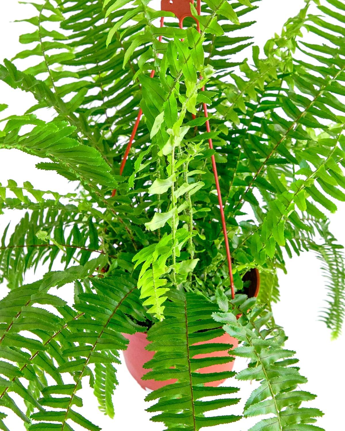 Large Green Fern in Brown Hanging Grower Pot