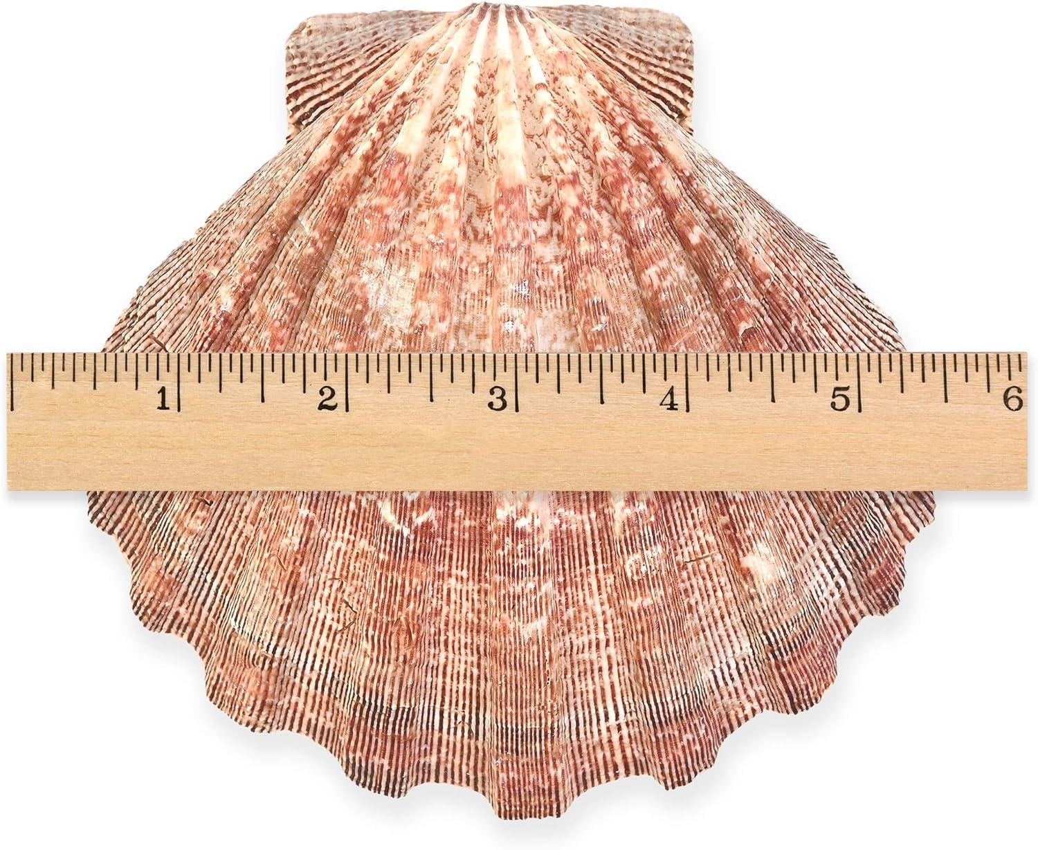 Large Red and Orange Lion Paw Shell Figurine