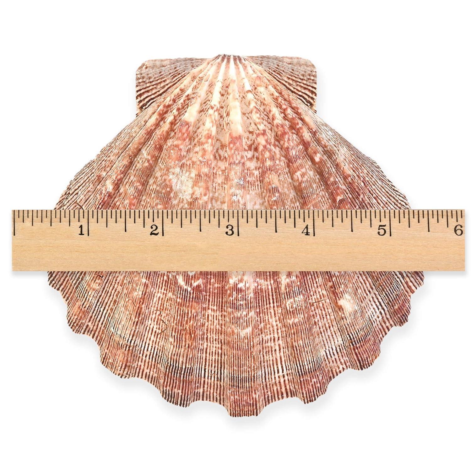 Large Red and Orange Lion Paw Shell Figurine