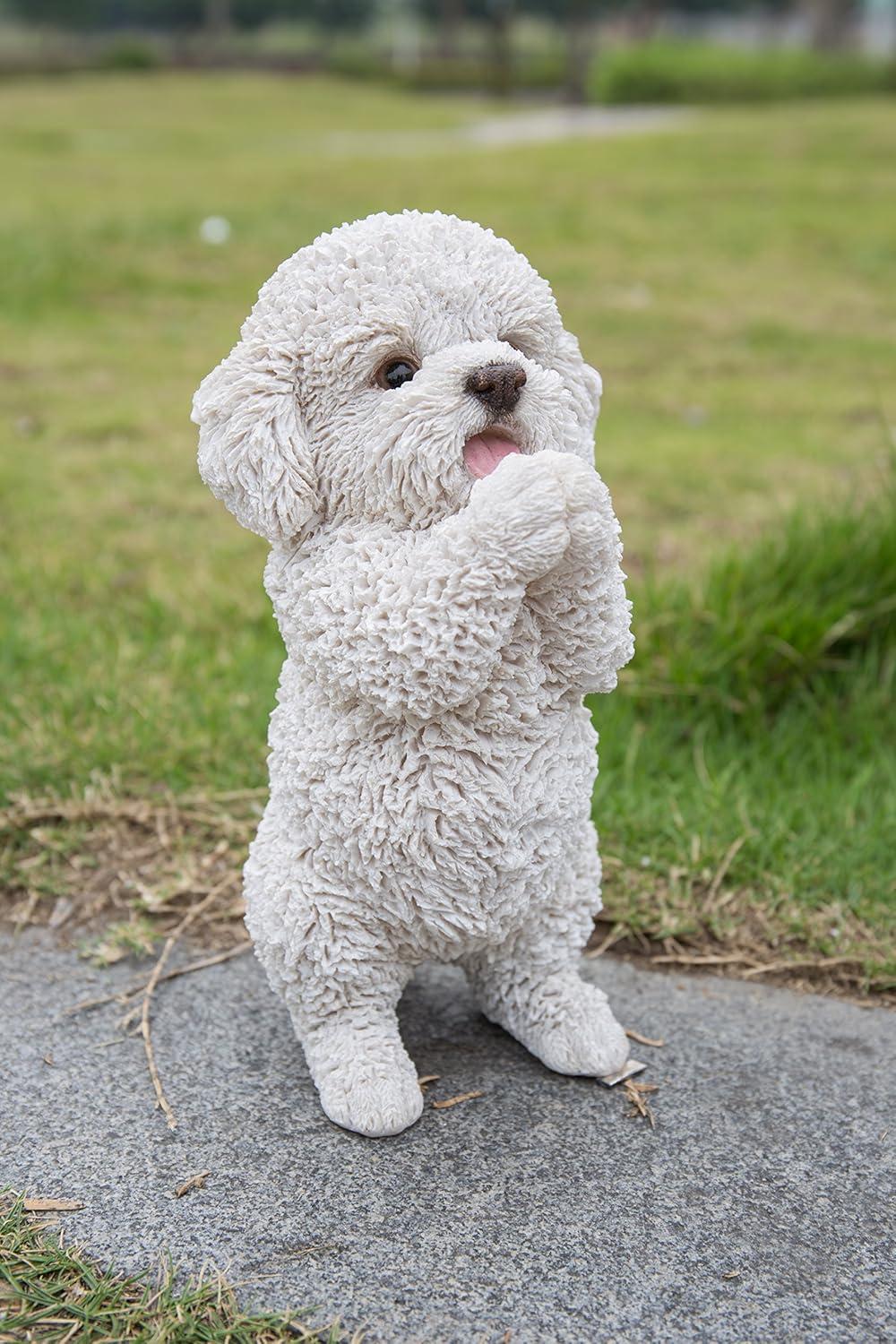 Dog-Poodle Puppy Playing