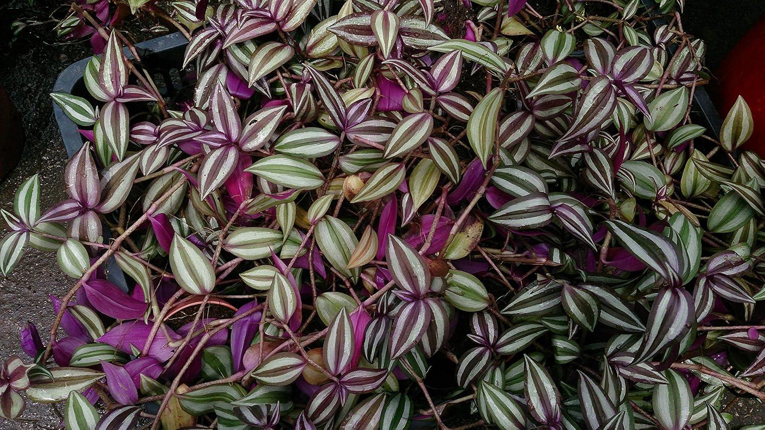 Wandering Jew Plant Hanging Basket - Live Plant in a 4 Inch Hanging Pot - Tradescantia - Beautiful Clean Air Indoor Outdoor Vine