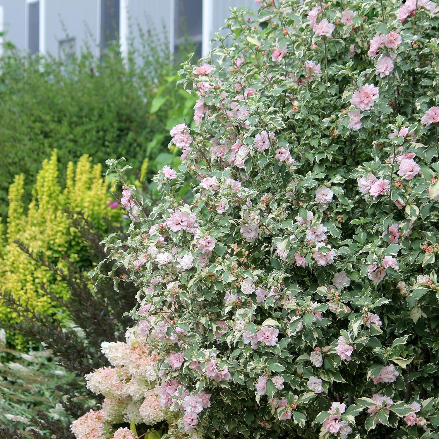 2 Gallon Proven Winners Hibiscus Sugar Tip Shrub