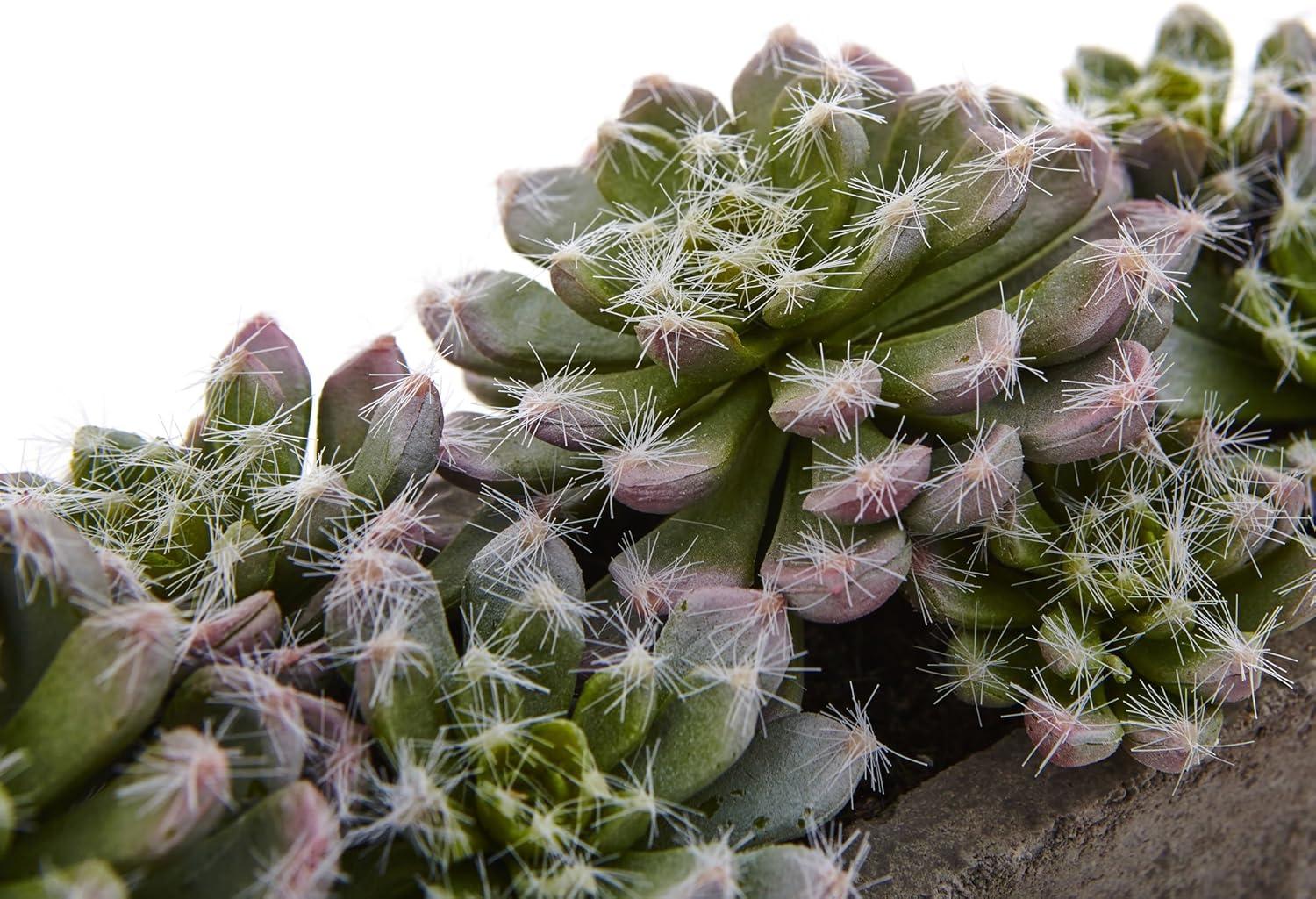 Succulent Garden With Textured Concrete Planter