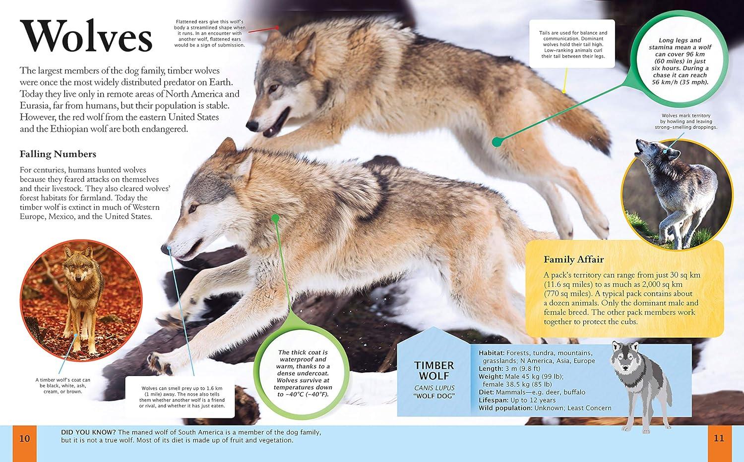 Children's Encyclopedia of Animals - (Arcturus Children's Reference Library) by  Michael Leach & Meriel Lland (Hardcover)