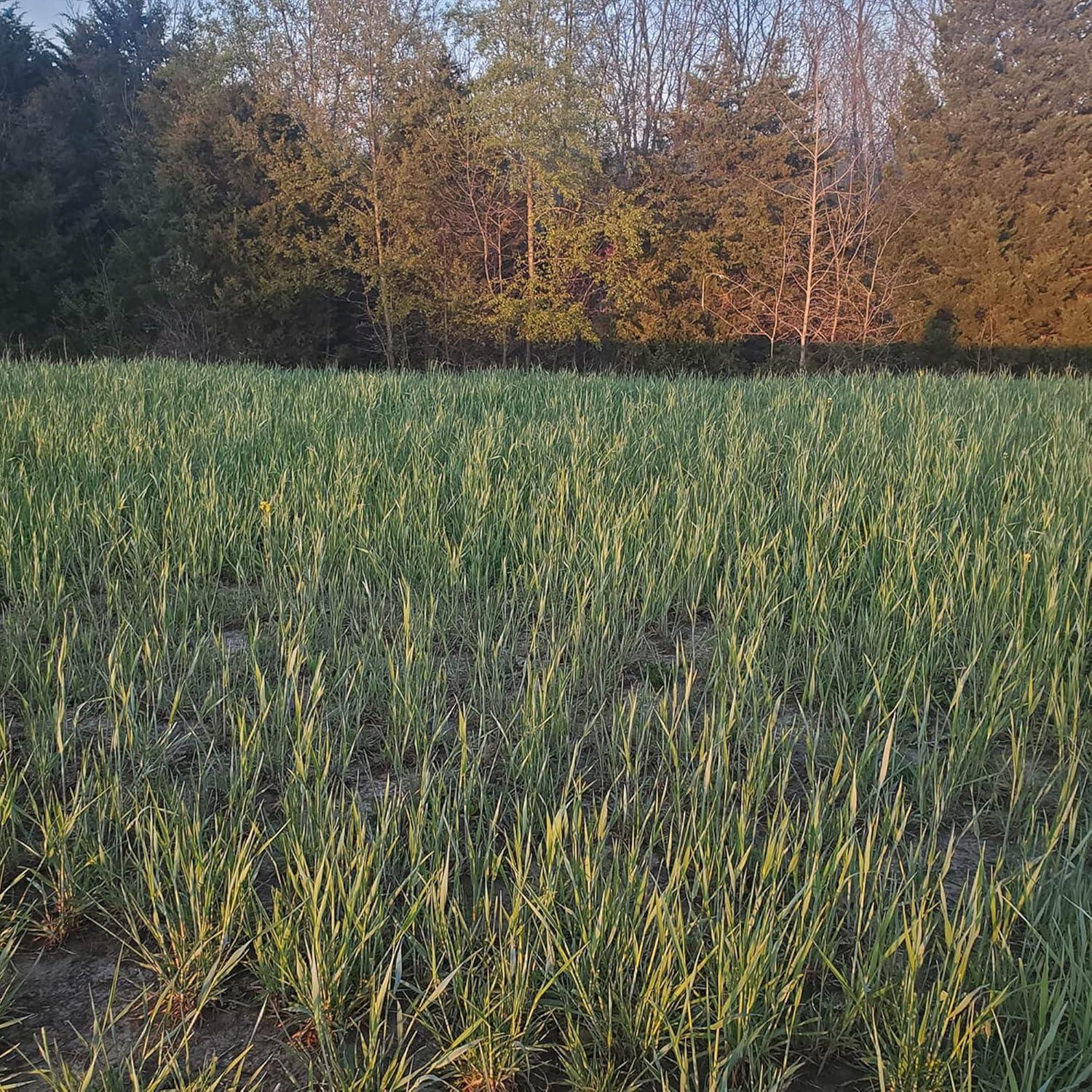 Antler King Fall-Winter-Spring Food Plot Blend