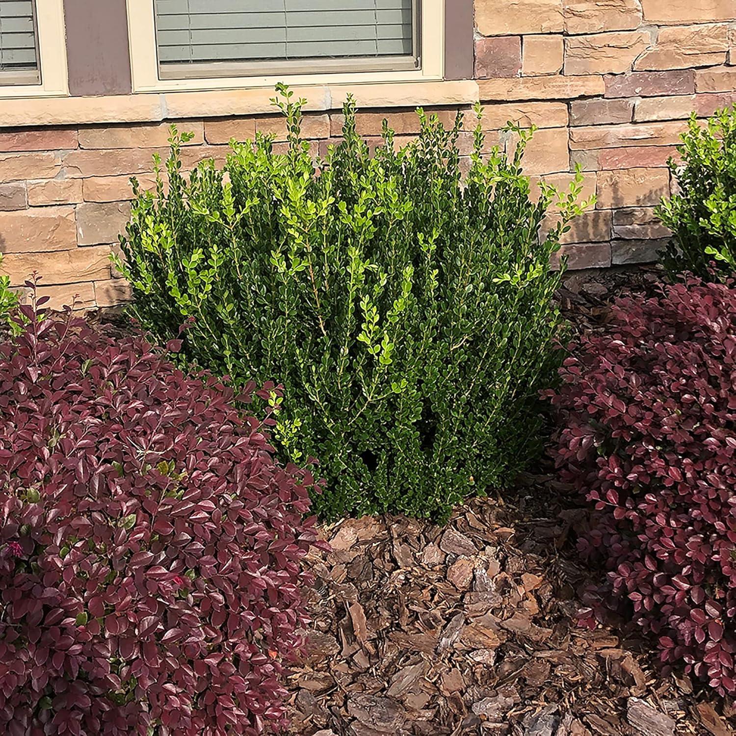 7 Gallon Wintergreen Boxwood Shrub